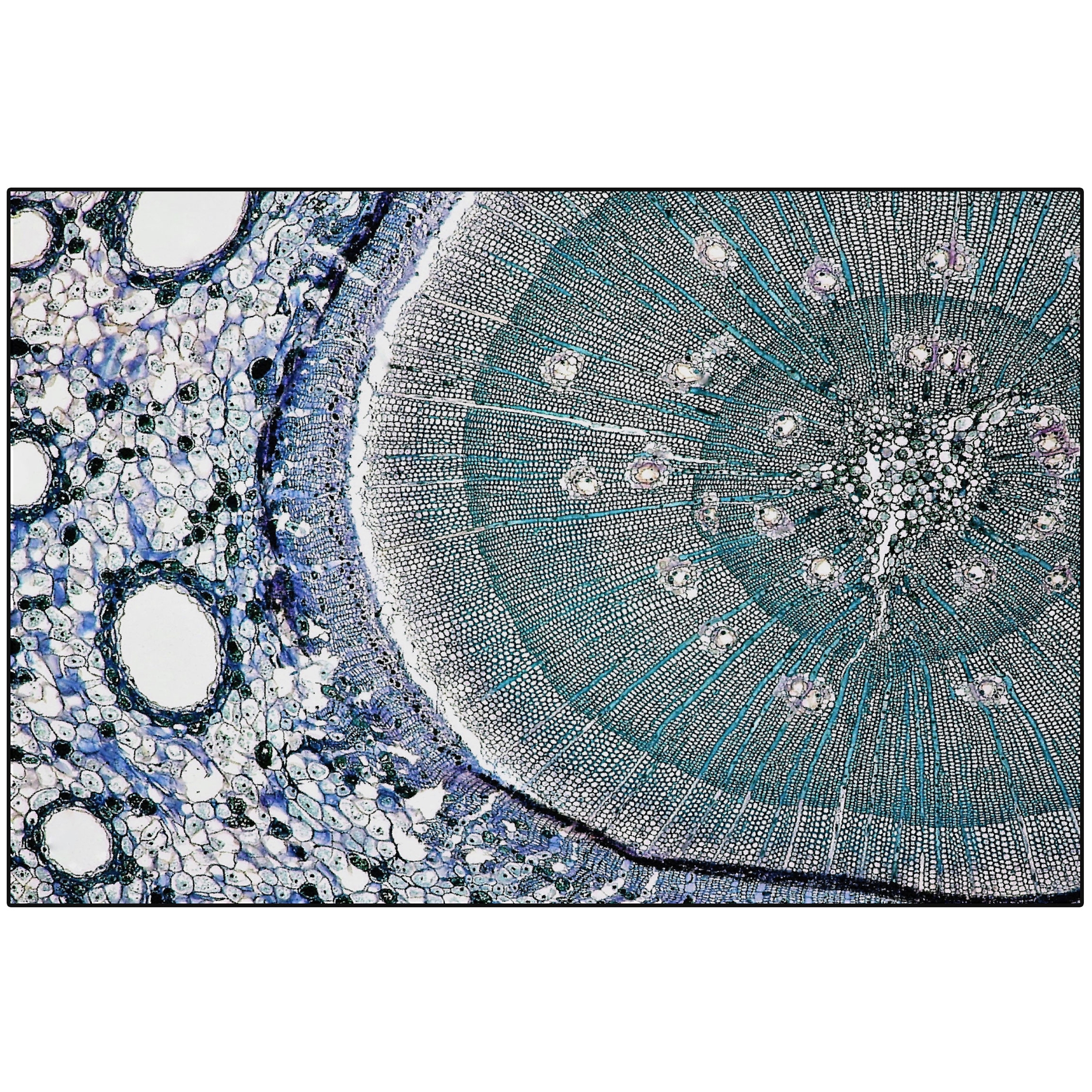 Pinus | PN3.01.2 | 200x300 cm