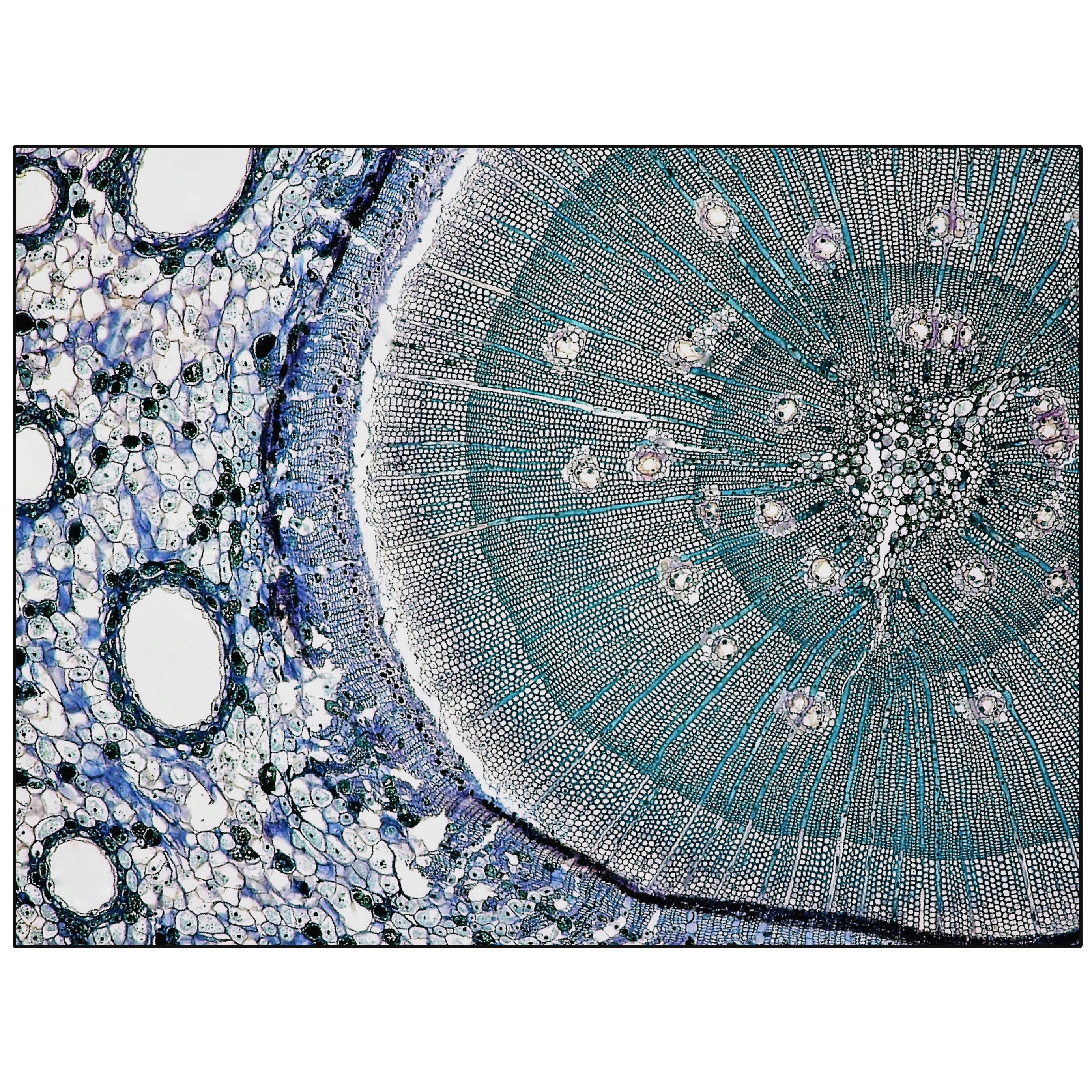 Pinus | PN3.01.2 | 300x400 cm