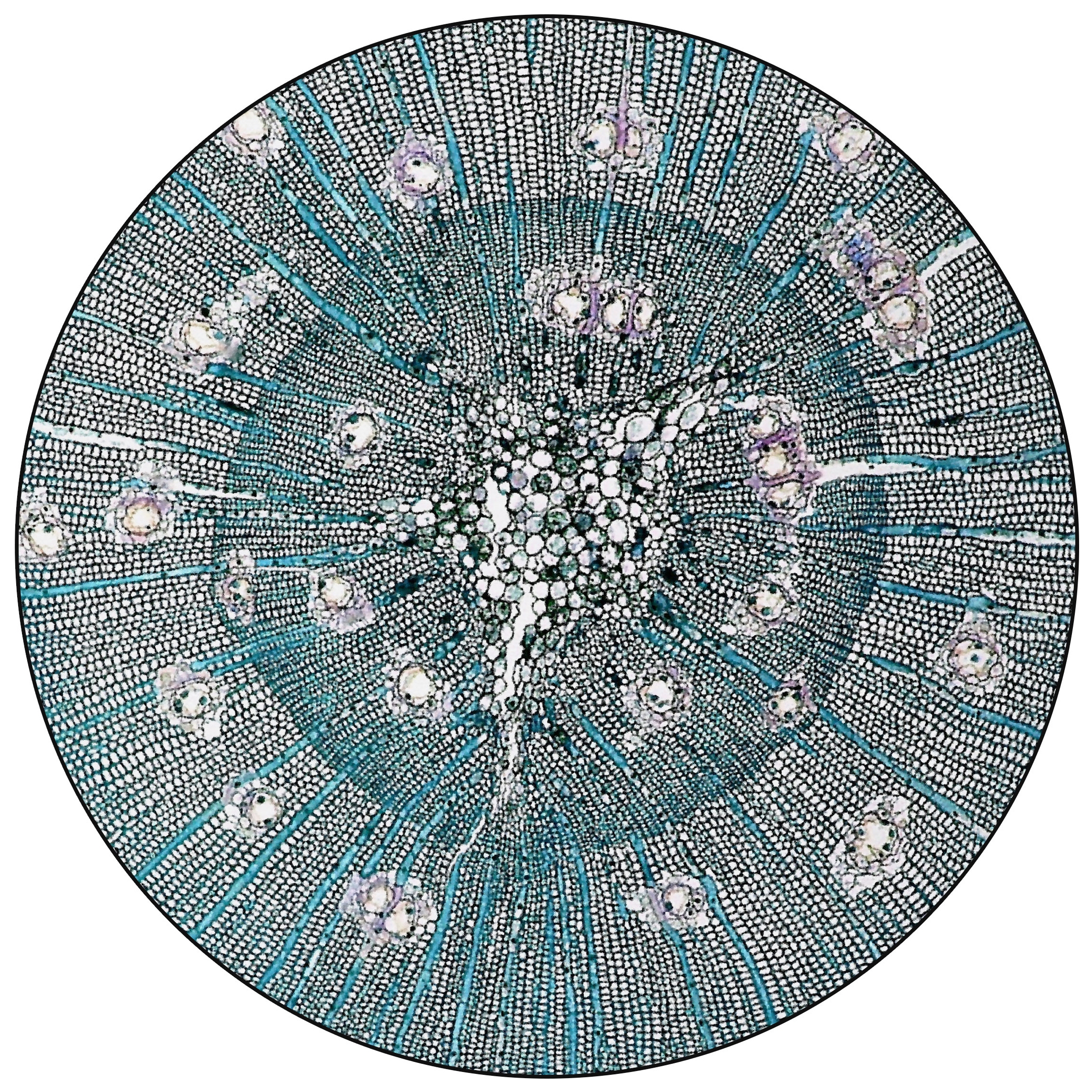 Pinus | PN3.01.2 | Ø 350 cm