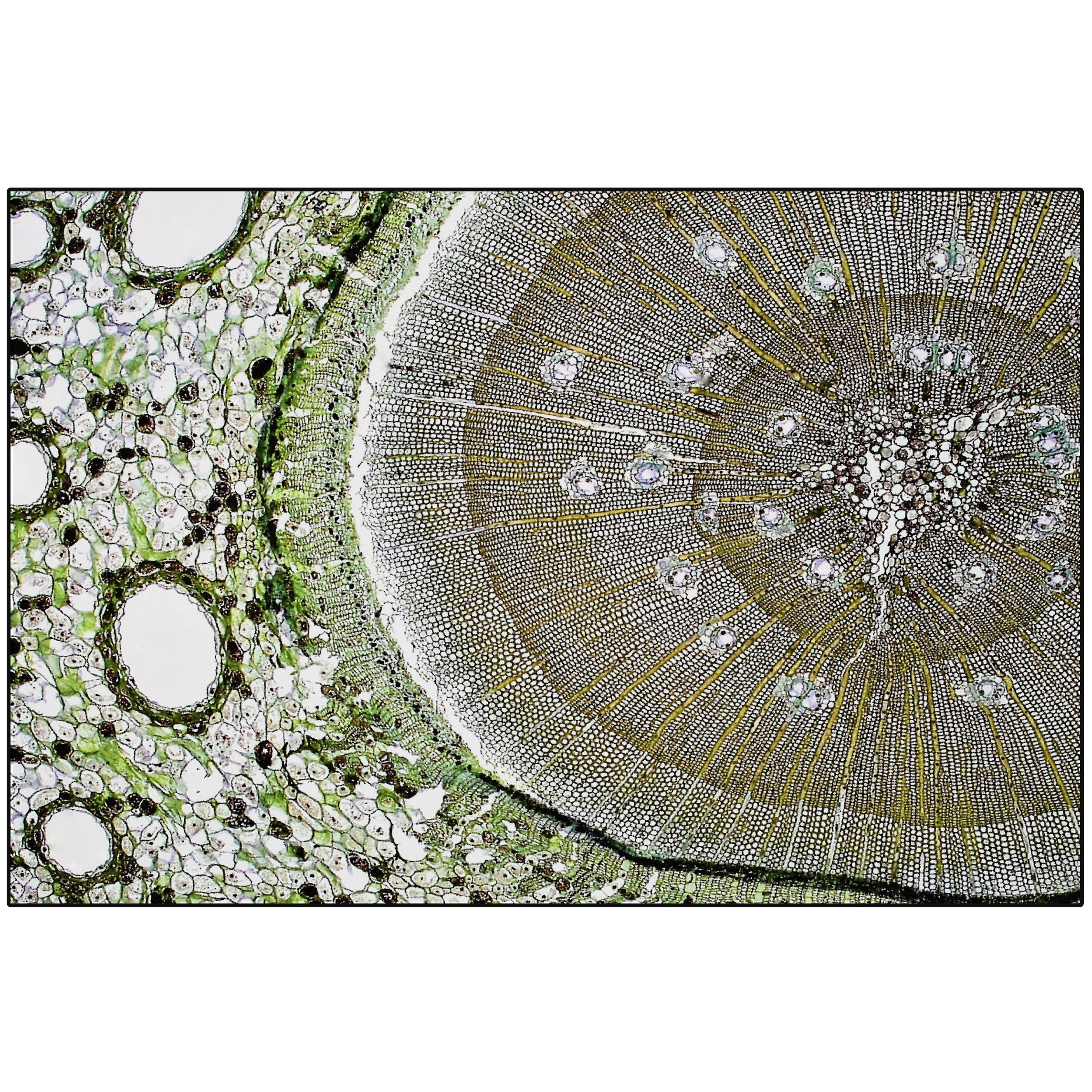 Pinus | PN3.01.3 | 200x300 cm