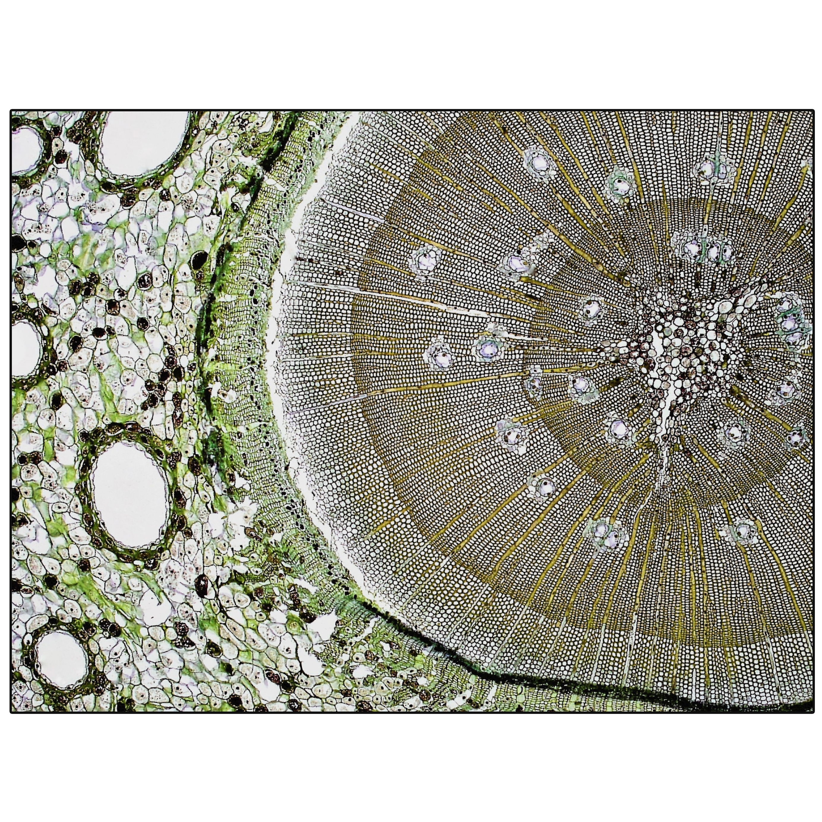 Pinus | PN3.01.3 | 300x400 cm