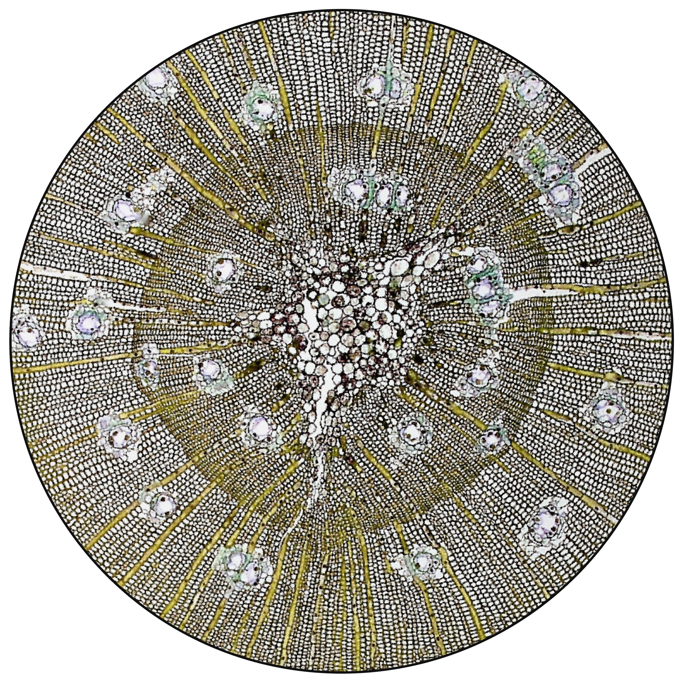Pinus | PN3.01.3 | Ø 350 cm
