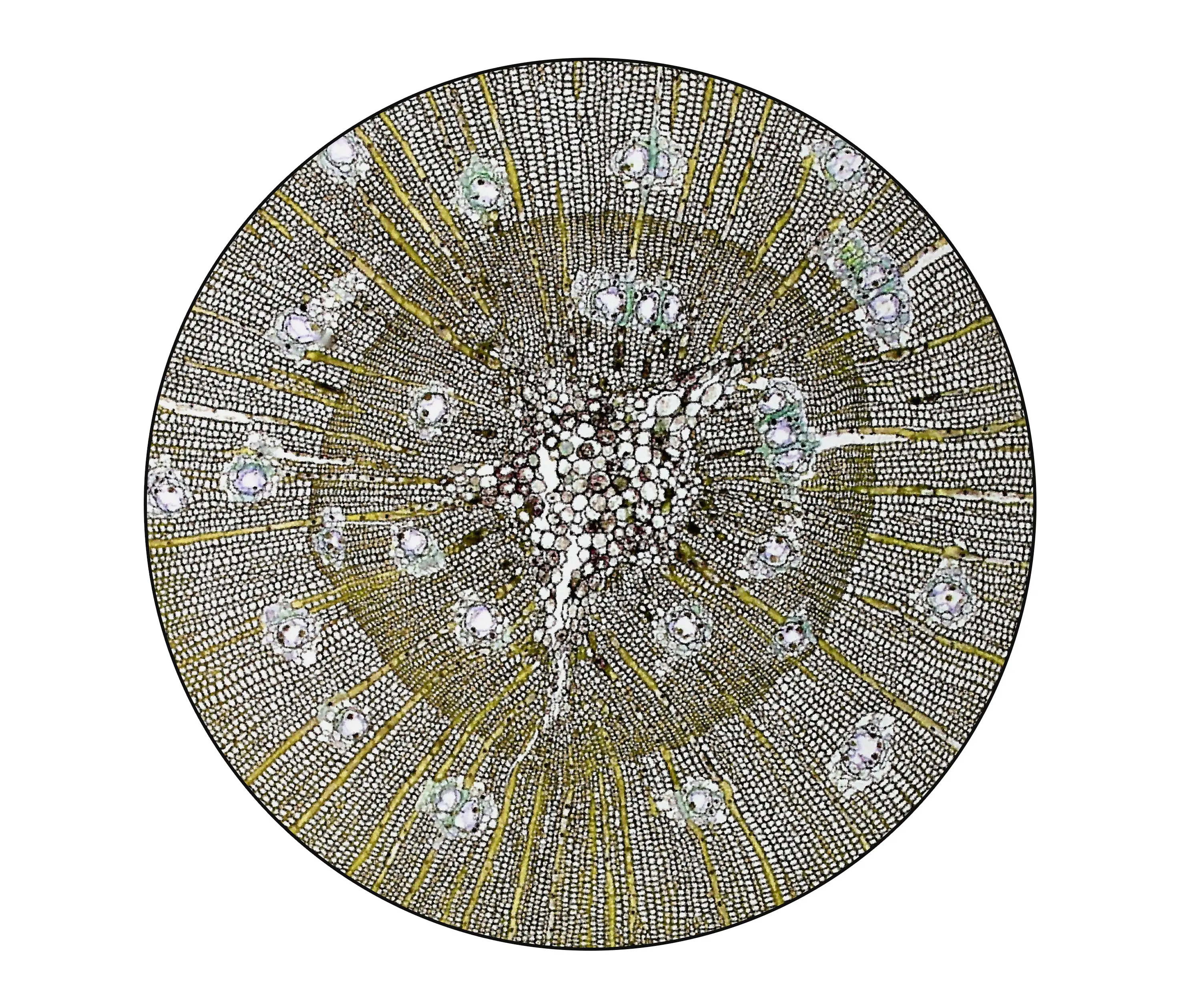 YO2 - Pinus | PN3.01.3 | Ø 350 cm