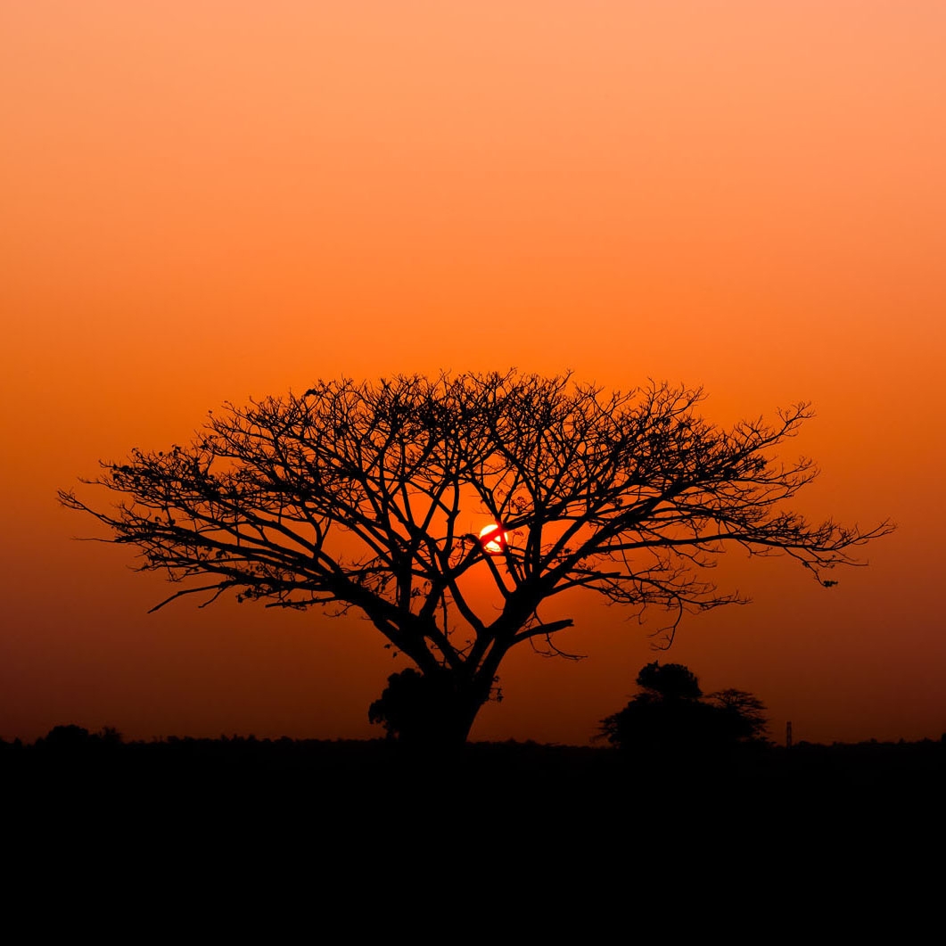 Display product African Queen III 363647 from manufacturer Rasch Contract