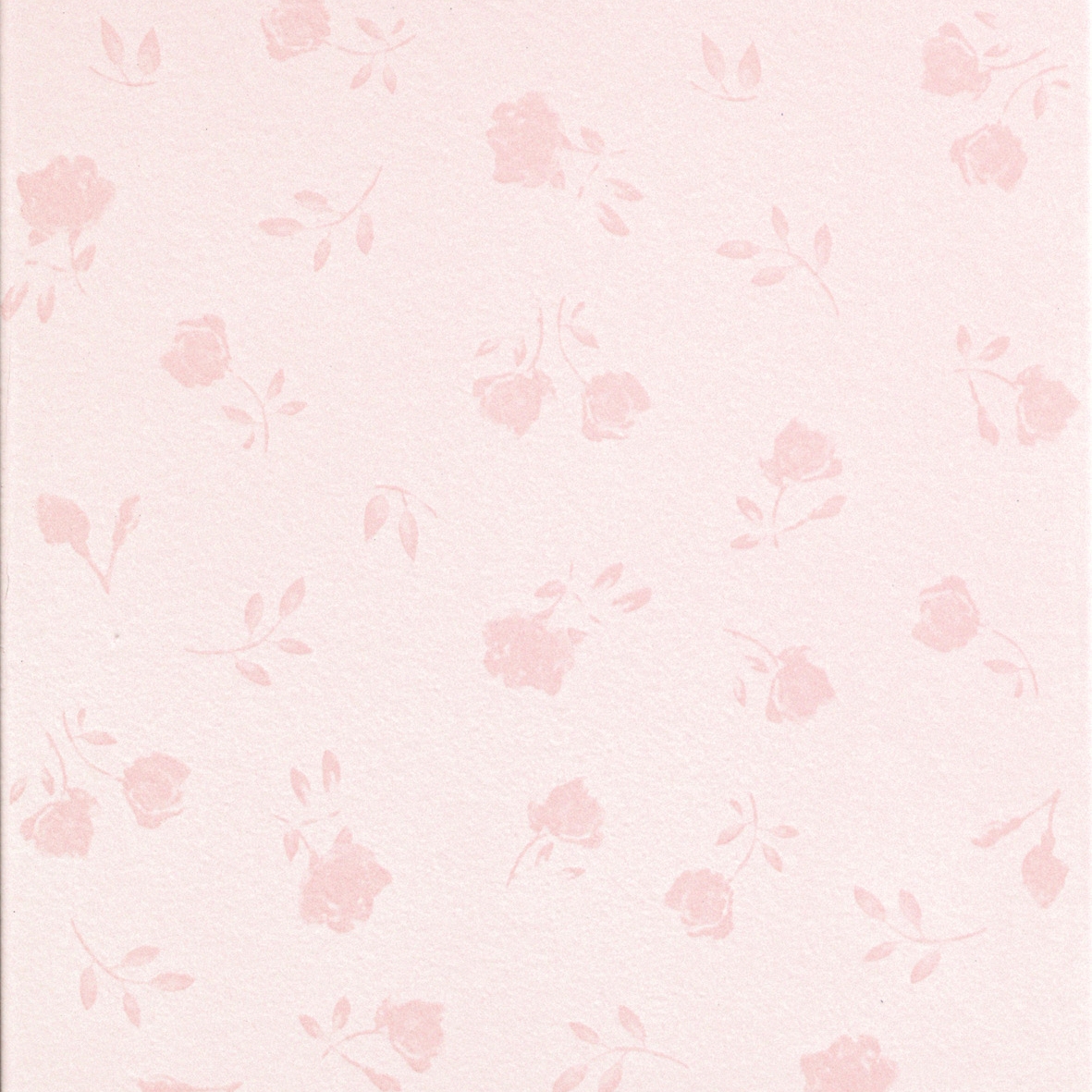 England Rosa Romantico