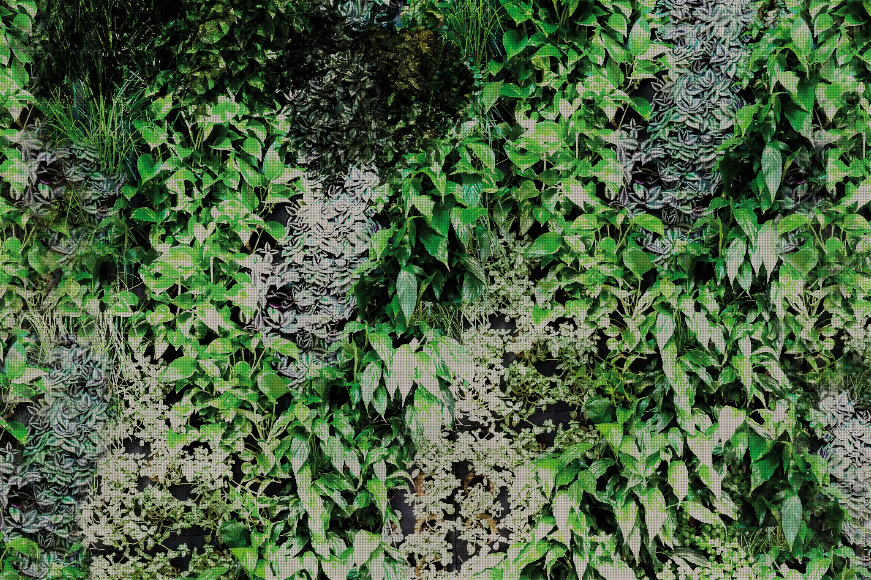 GLAMORA - Garden