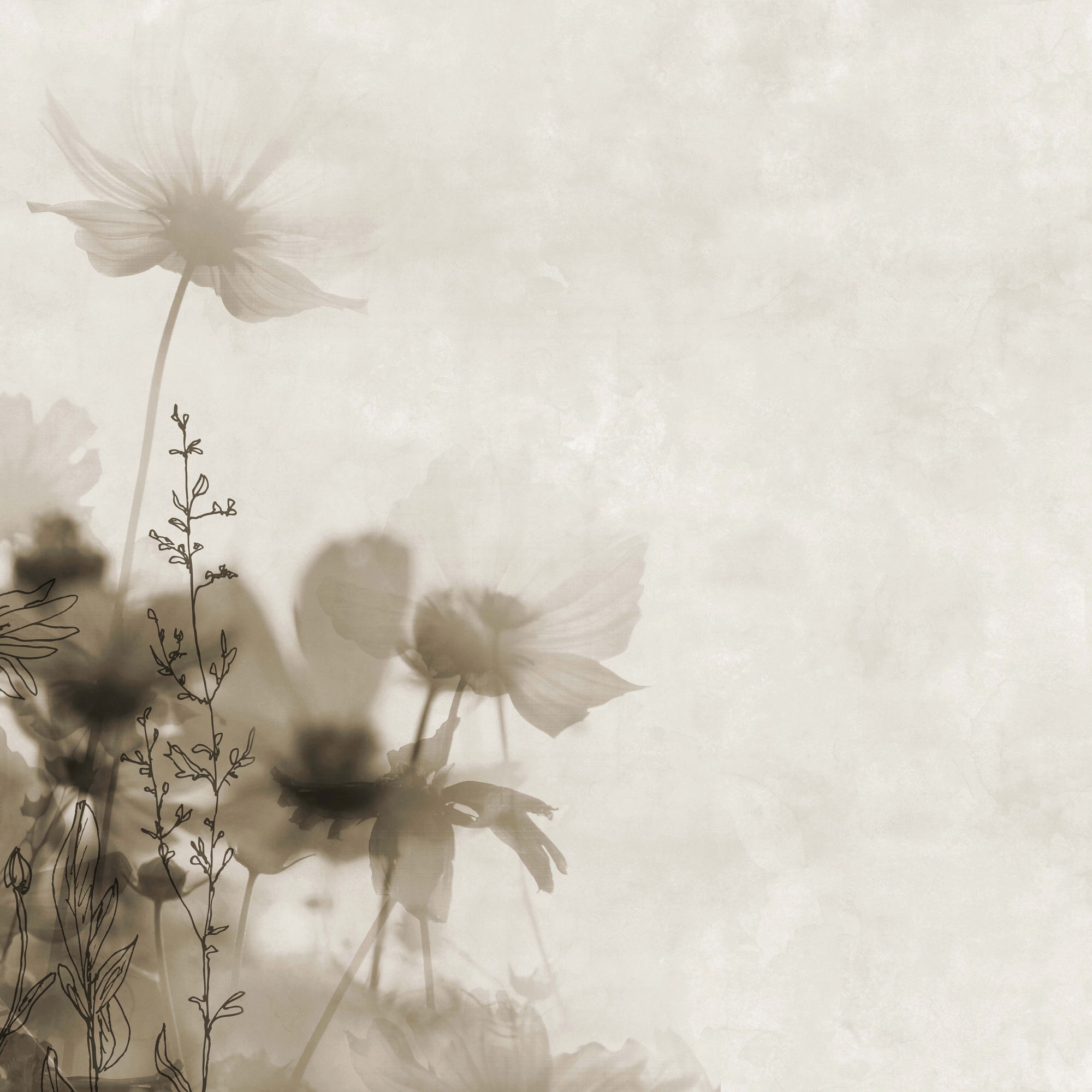 Meadow