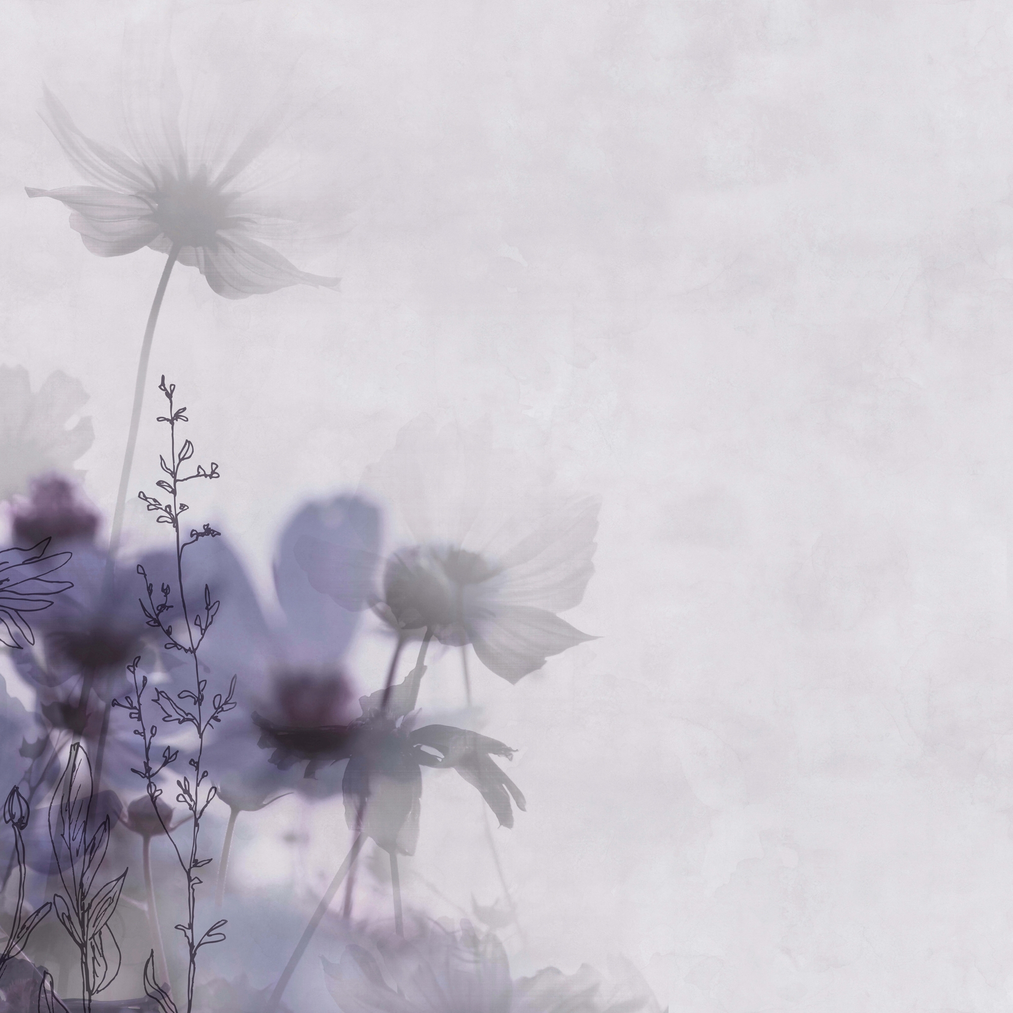 Meadow