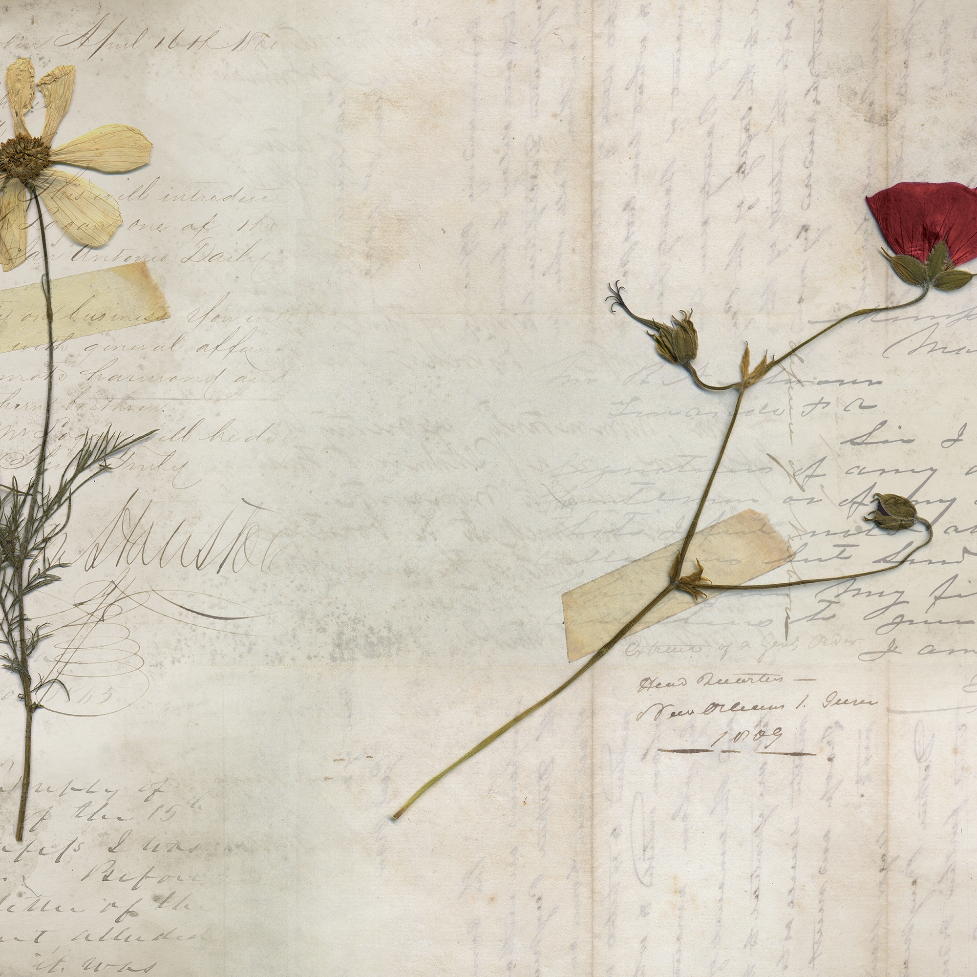 Still Life