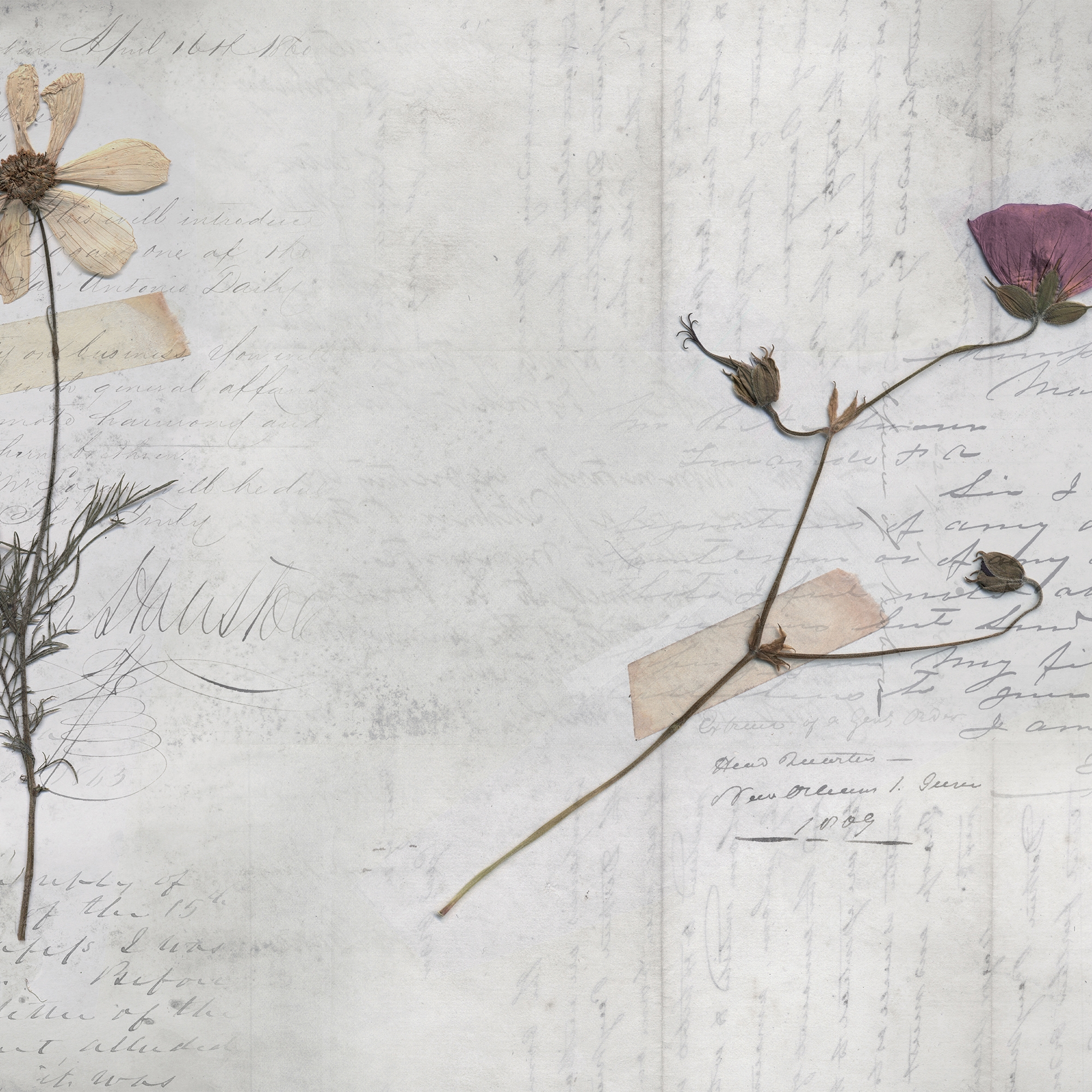Still Life