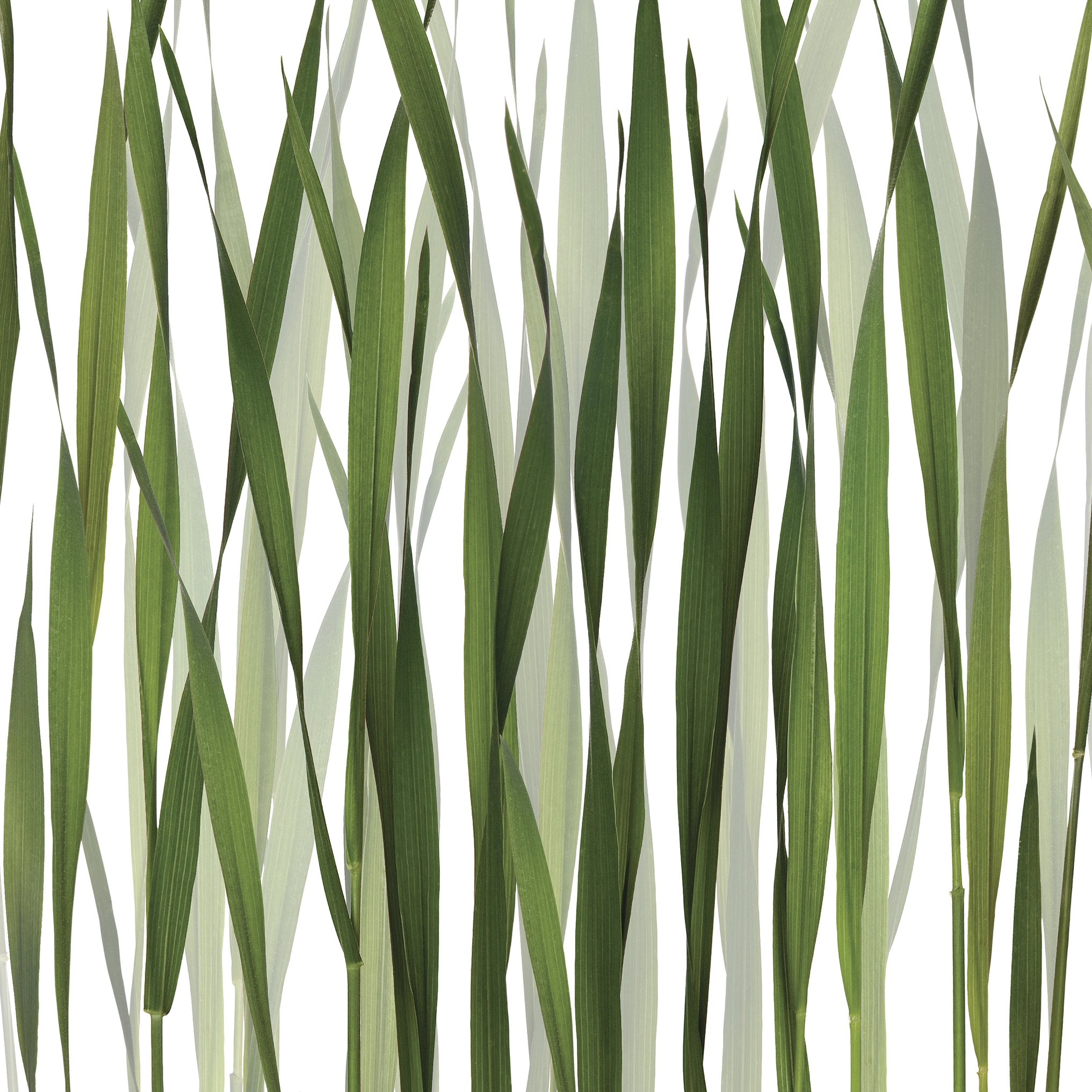 Display product Greenfields from manufacturer GLAMORA