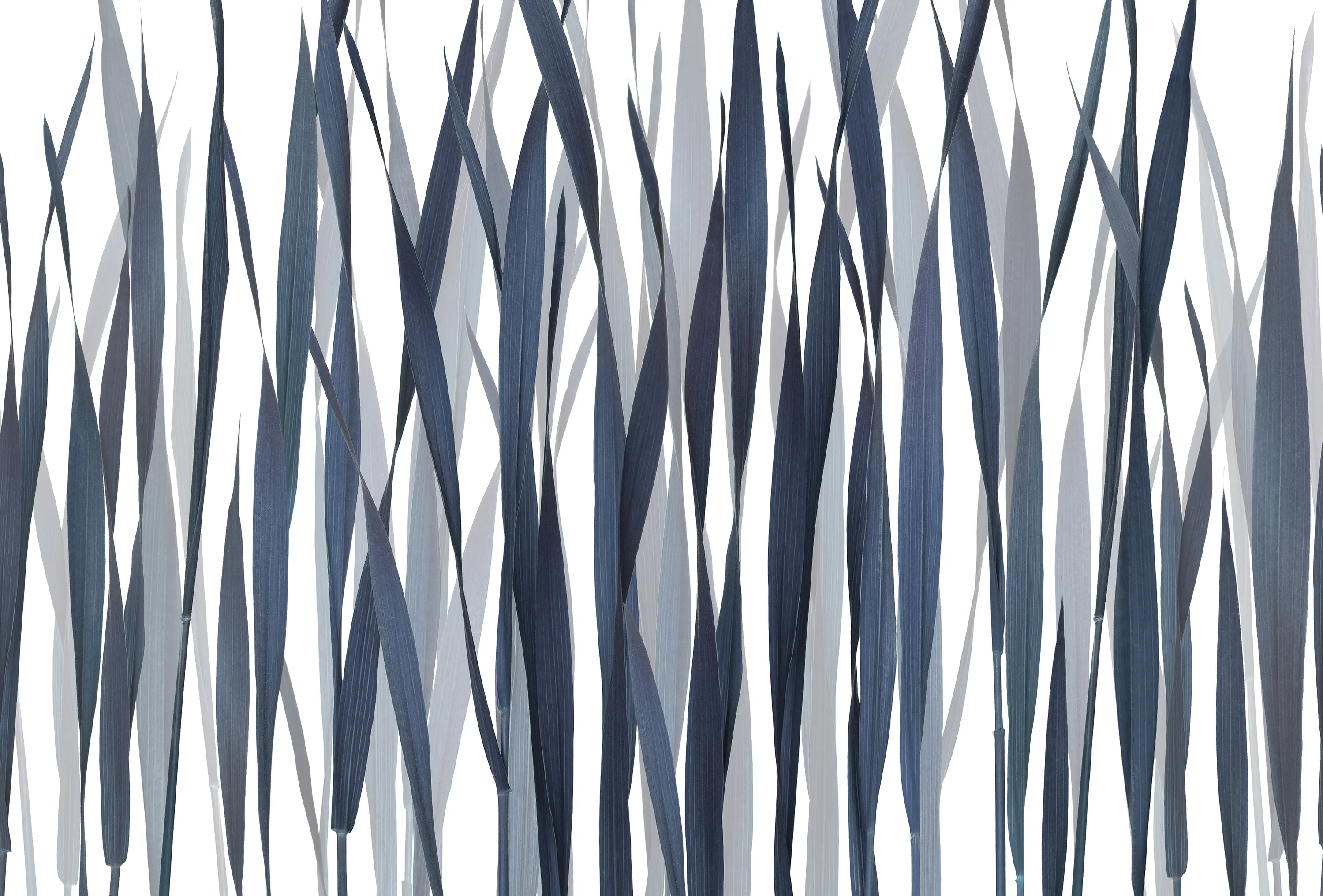 GLAMORA - Greenfields