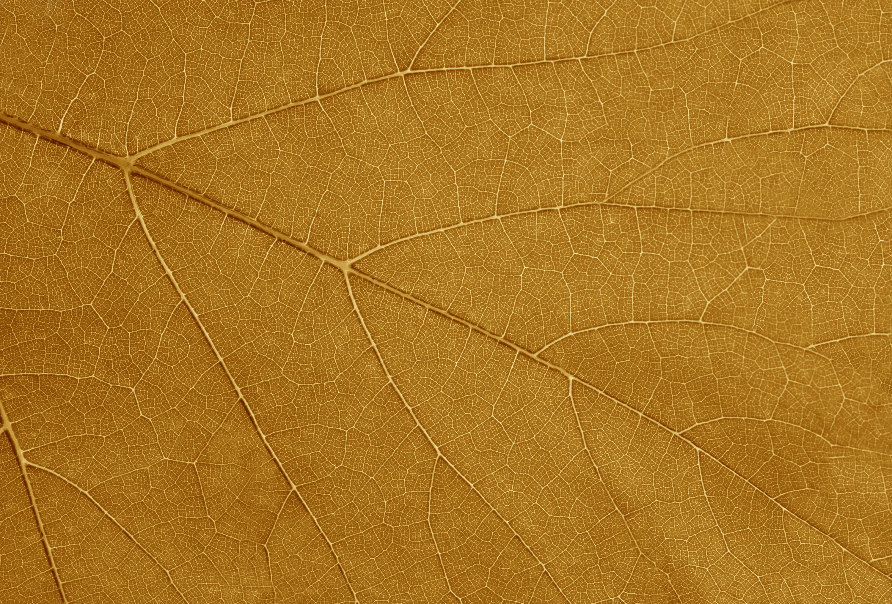 GLAMORA - Four Seasons