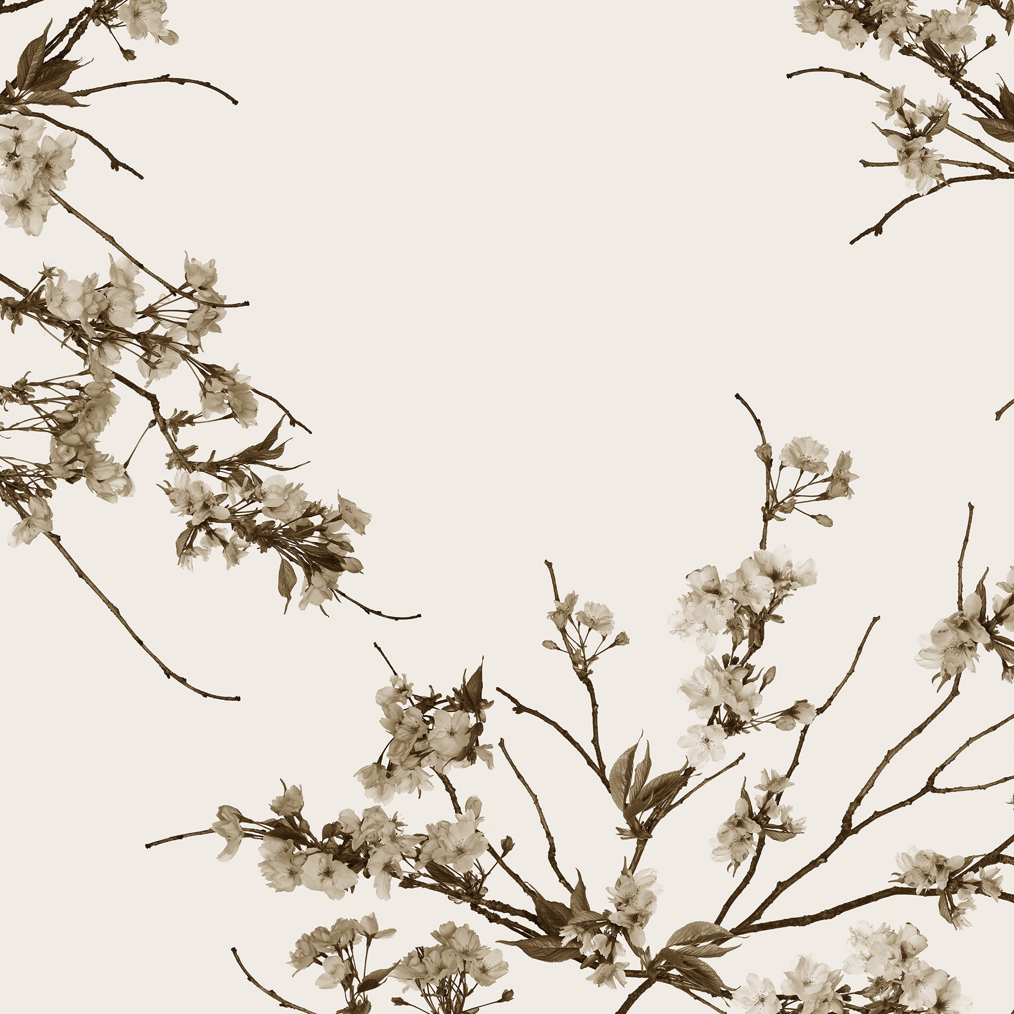 Korean Blossom
