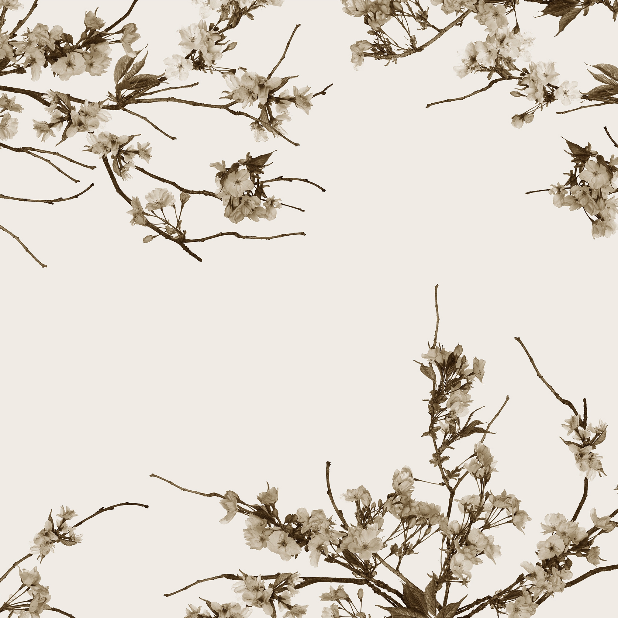 Display product Korean Blossom from manufacturer GLAMORA
