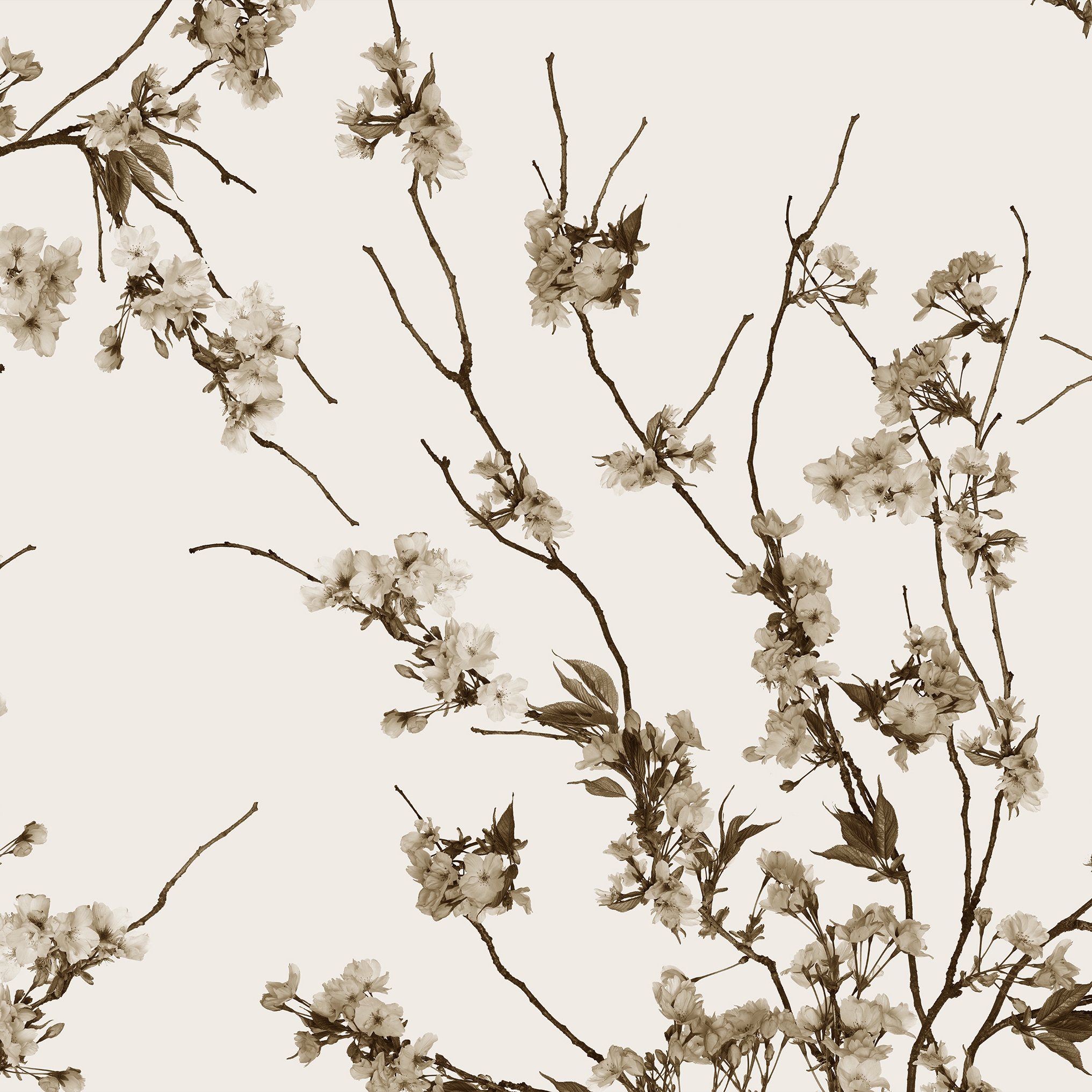 Korean Blossom