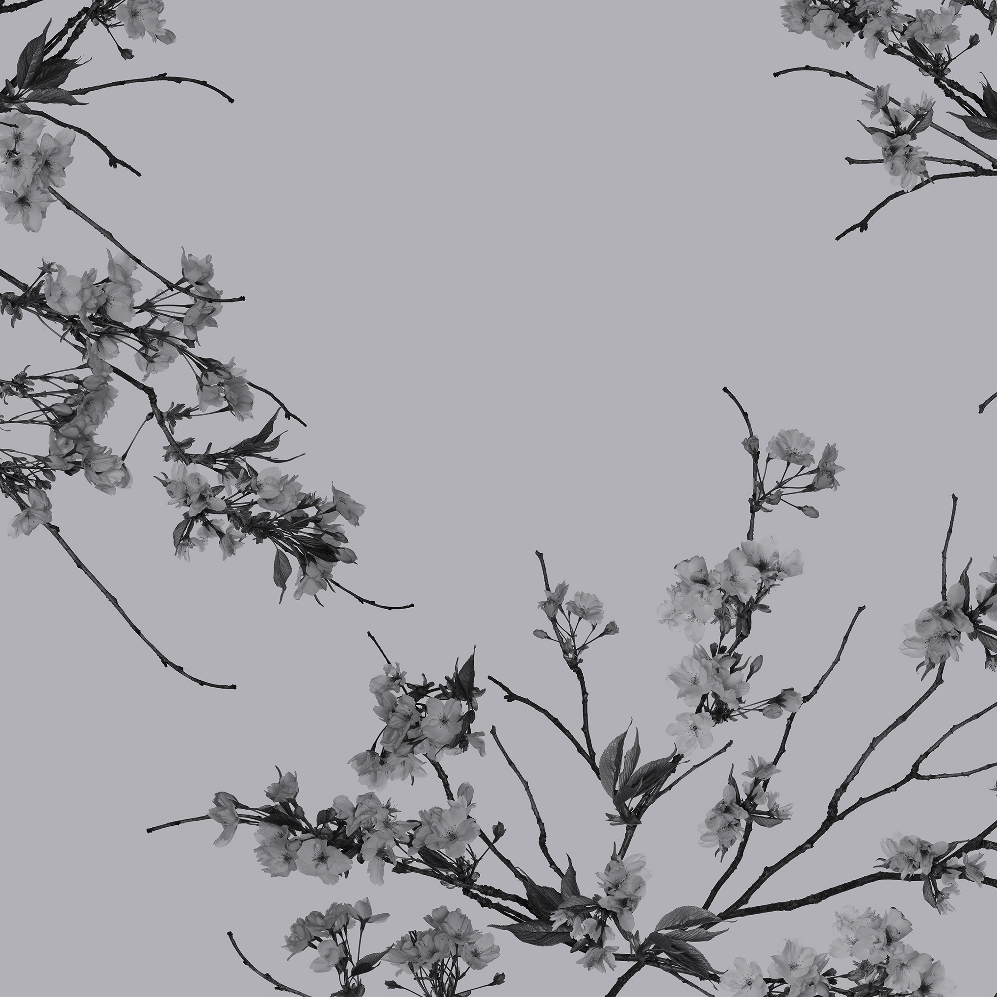 Korean Blossom