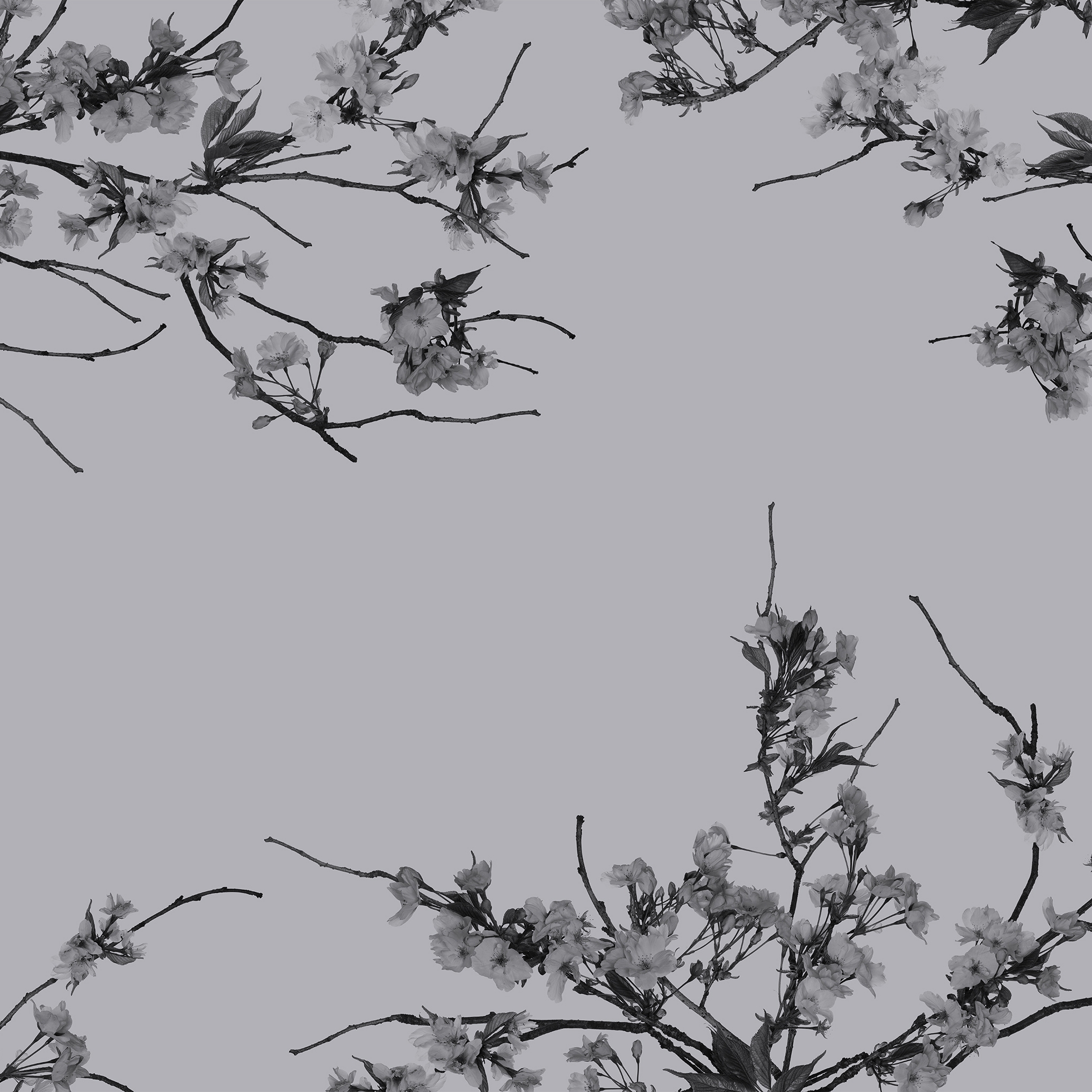 Korean Blossom