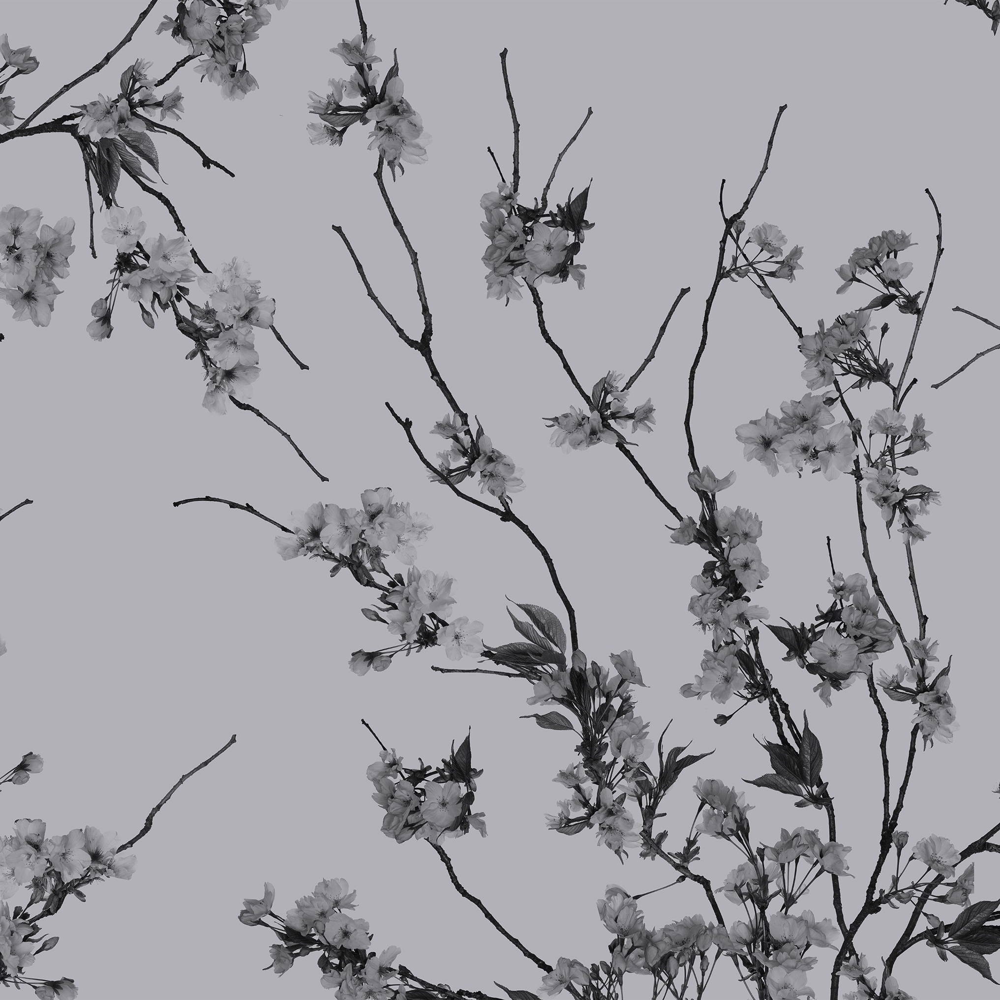 Mostra il prodotto Korean Blossom del produttore GLAMORA