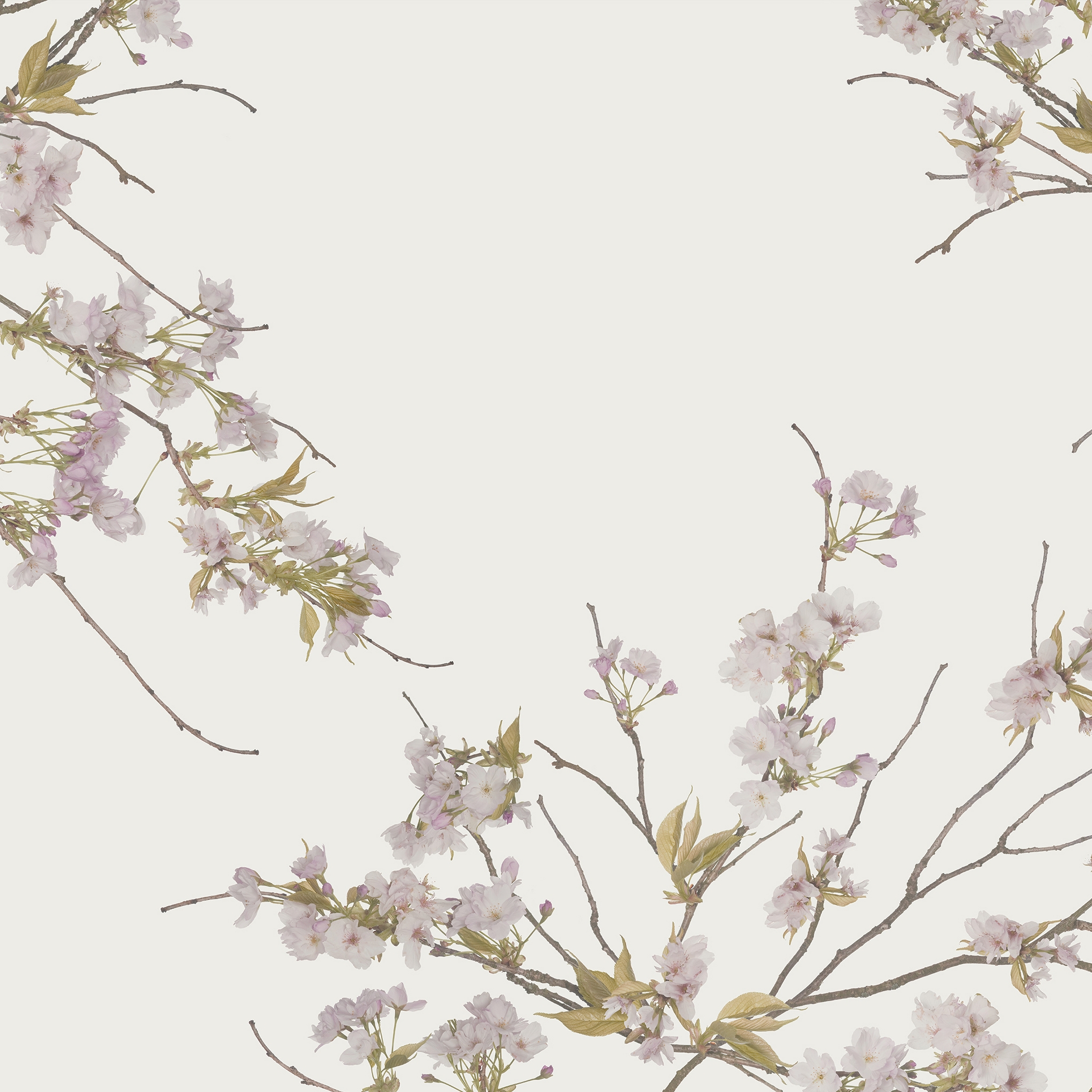 Korean Blossom