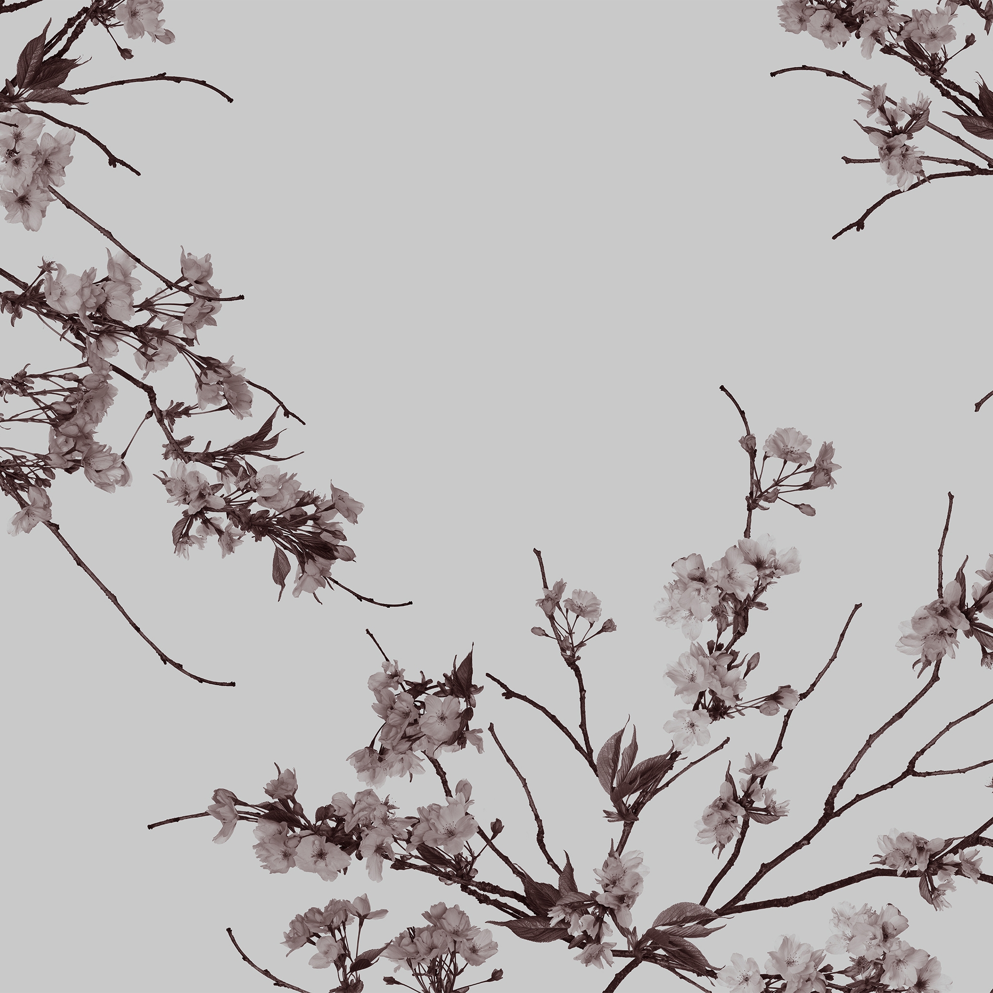 Korean Blossom