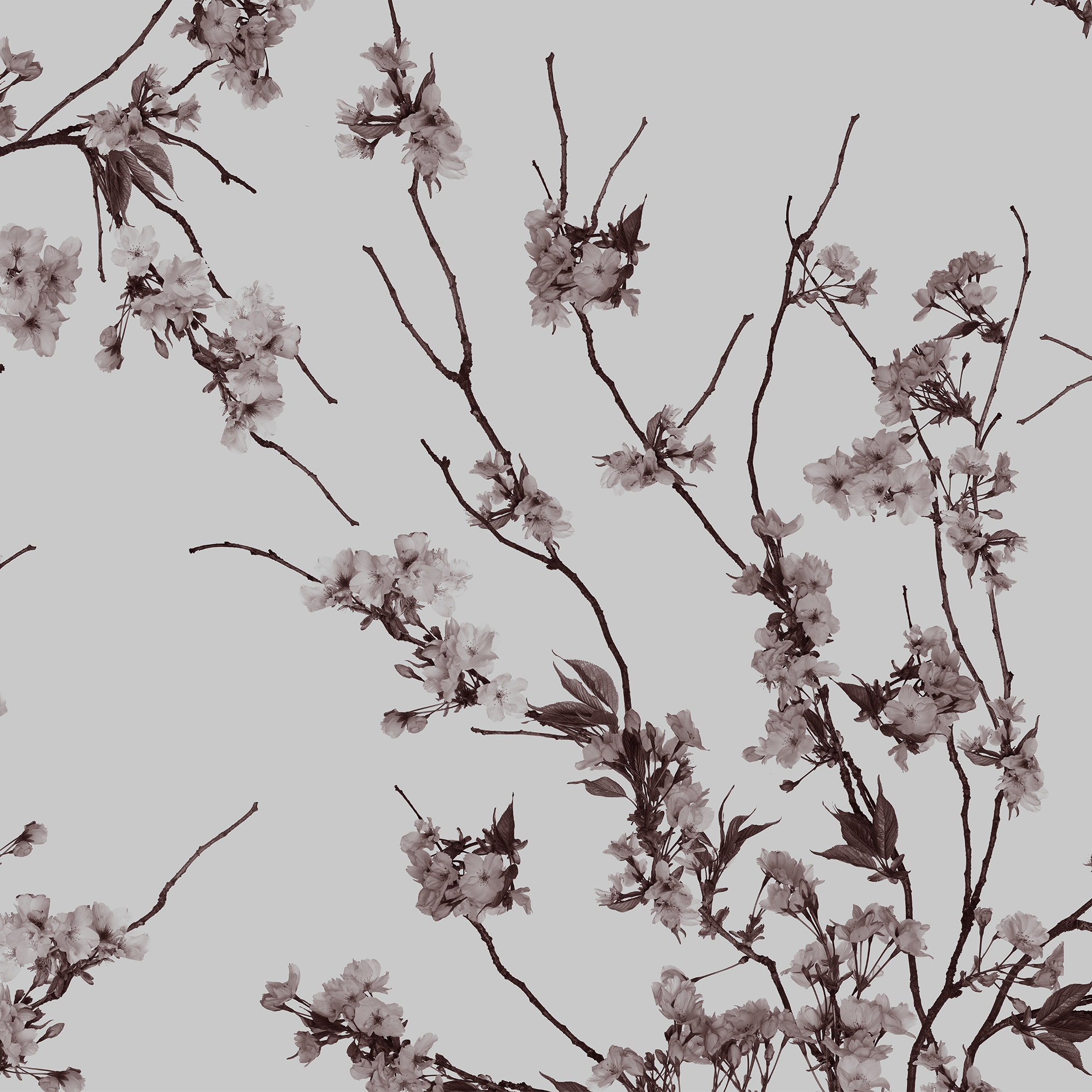 Korean Blossom