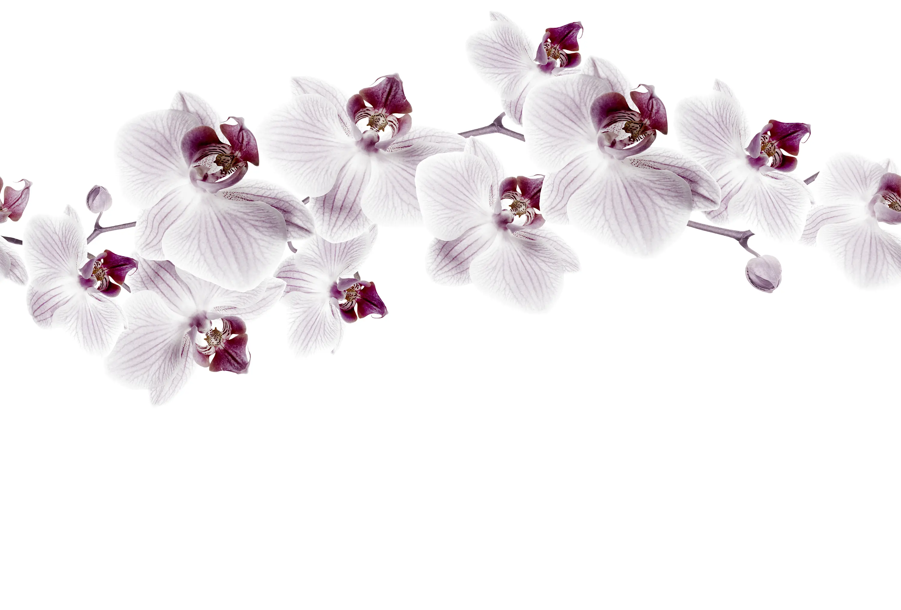 GLAMORA - Glitter Diva