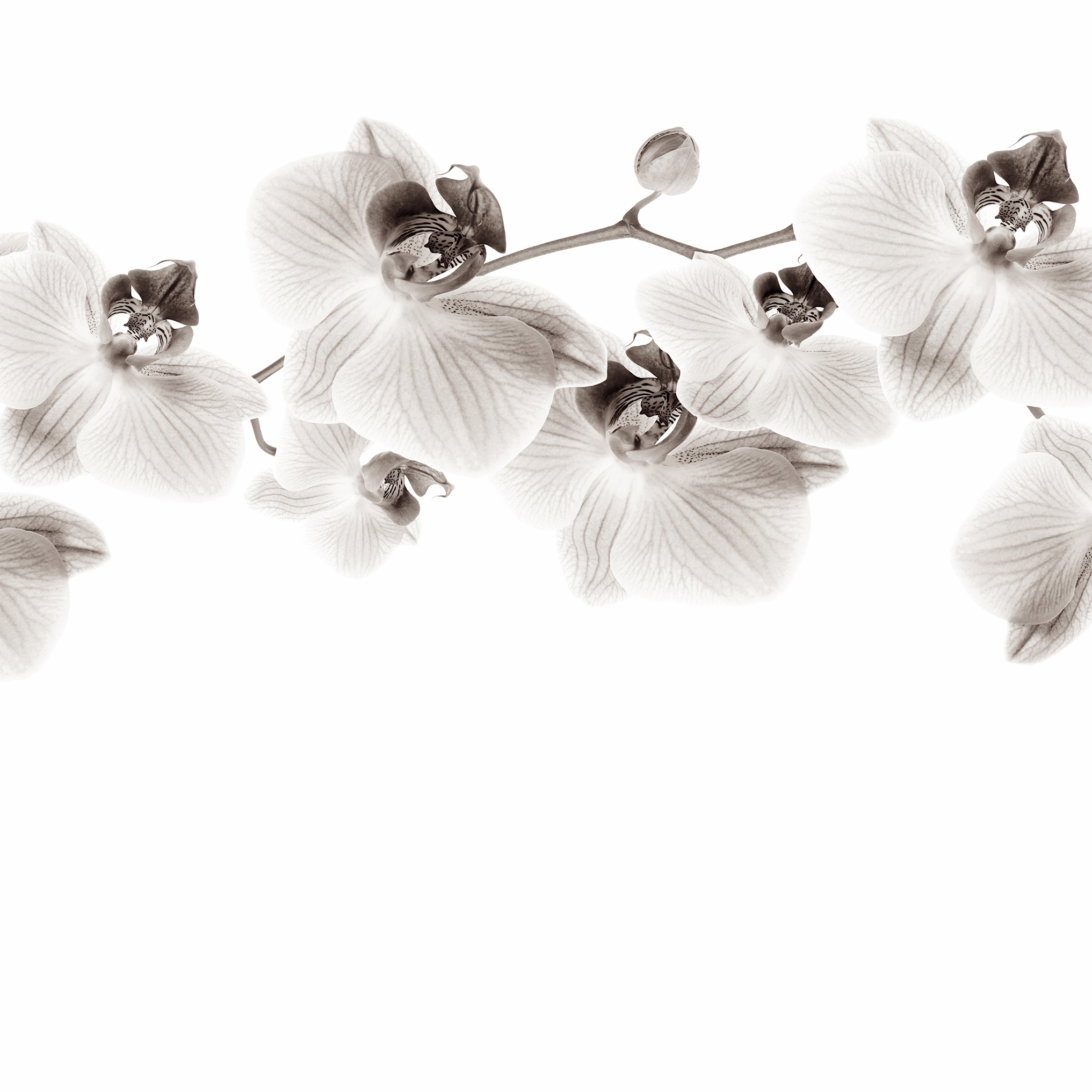 Glitter Diva