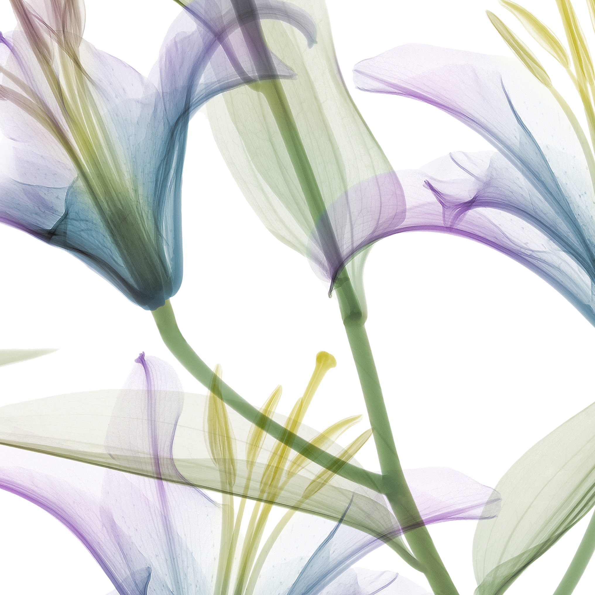 Display product Dandy from manufacturer GLAMORA