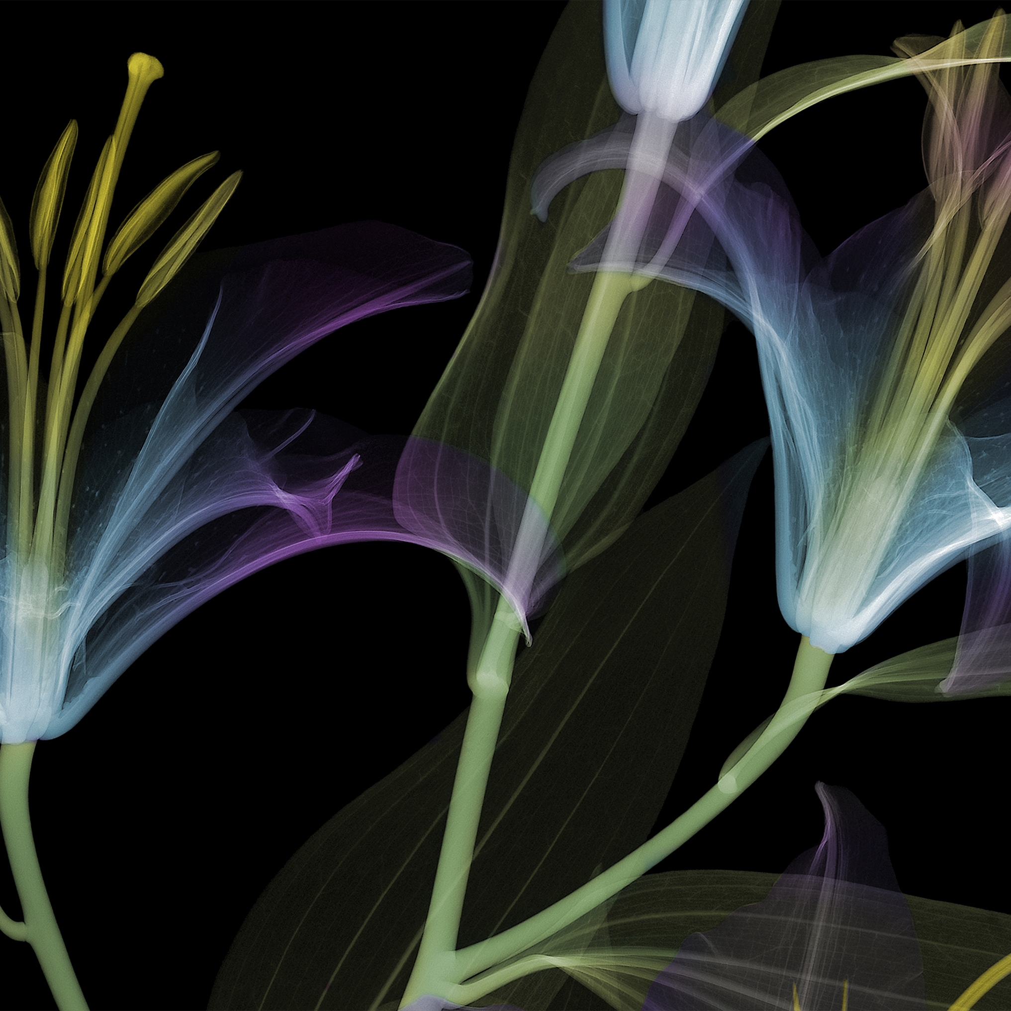 Dandy