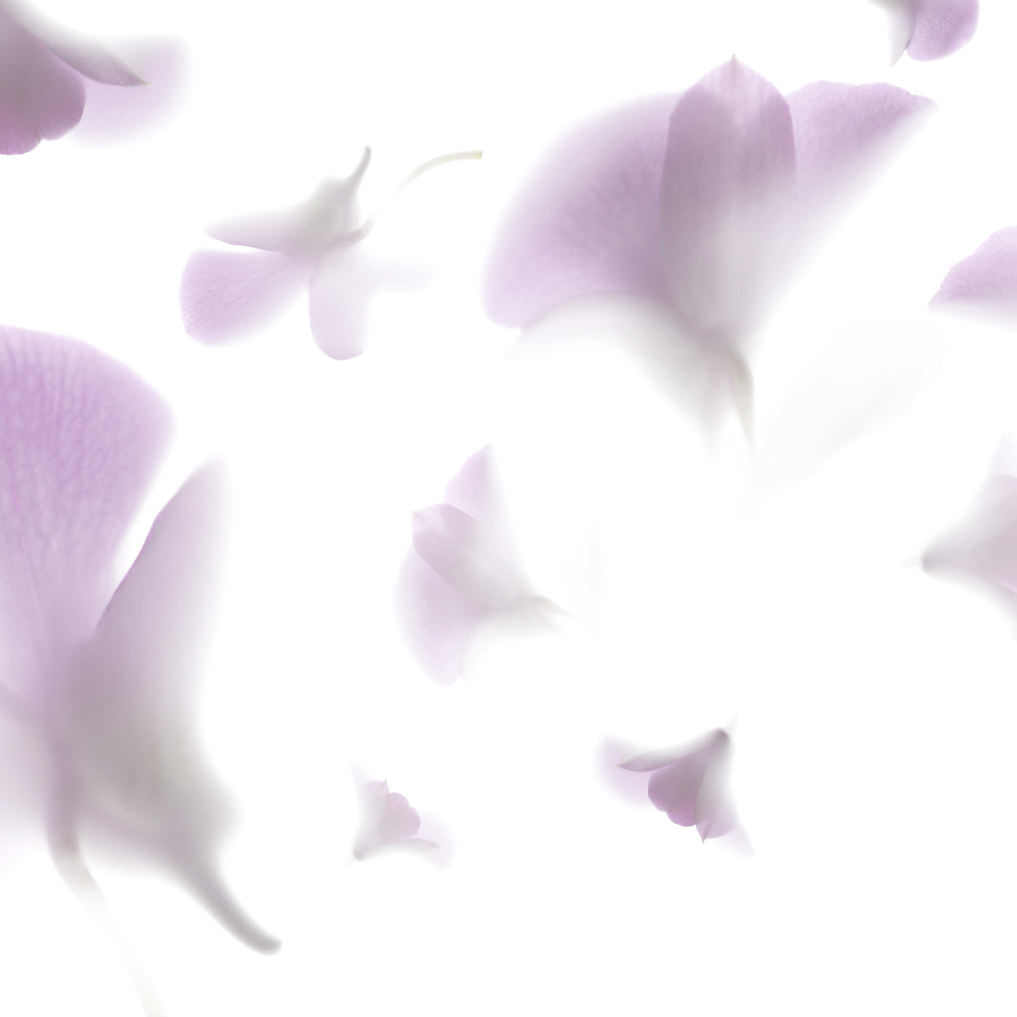 Pink Rhapsody
