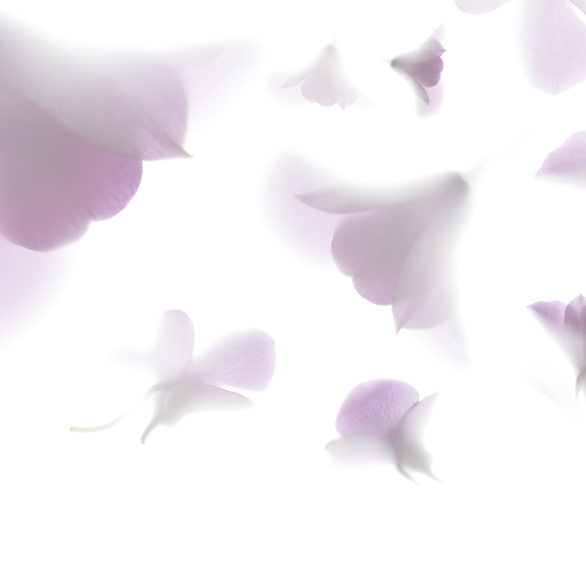 Afficher le produit Pink Rhapsody du fabricant GLAMORA