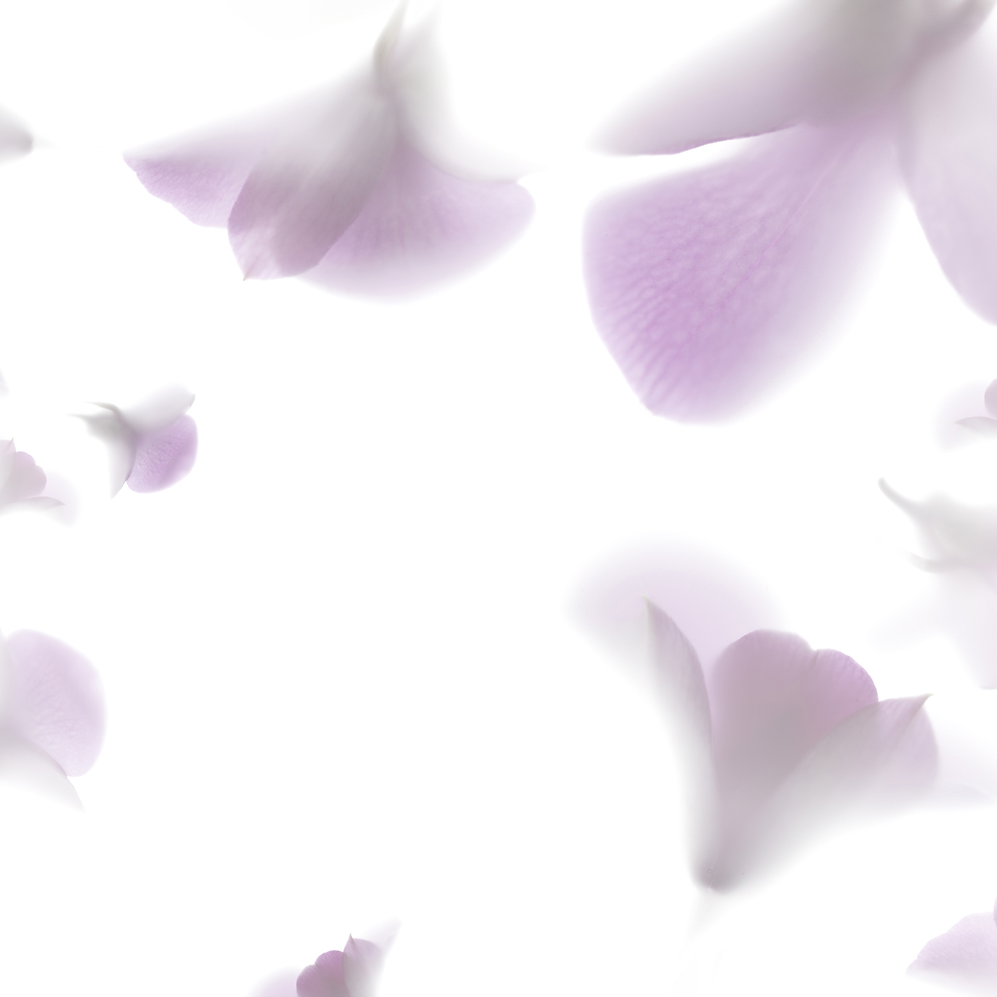 Produkt Pink Rhapsody des Herstellers GLAMORA anzeigen