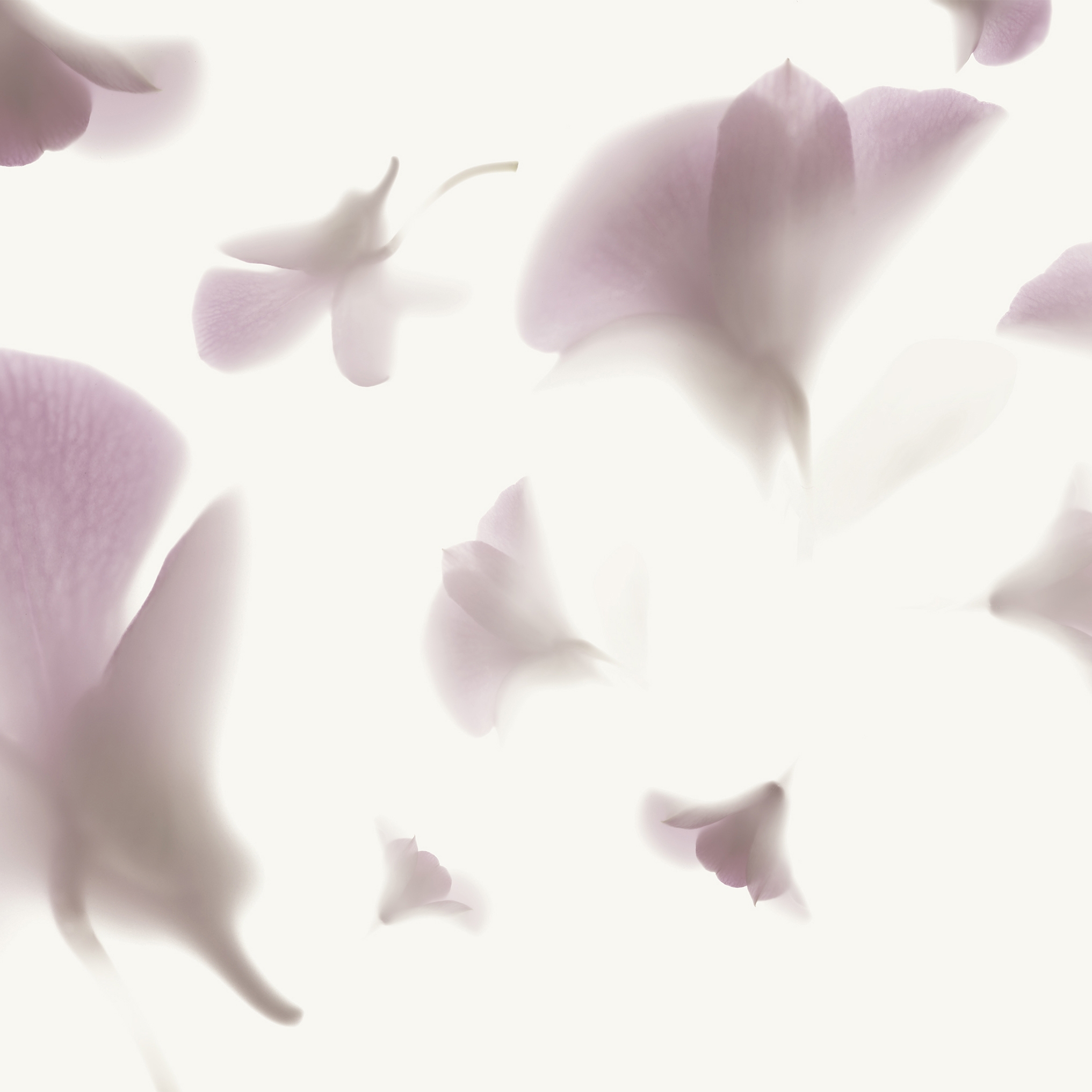 Mostra il prodotto Pink Rhapsody del produttore GLAMORA