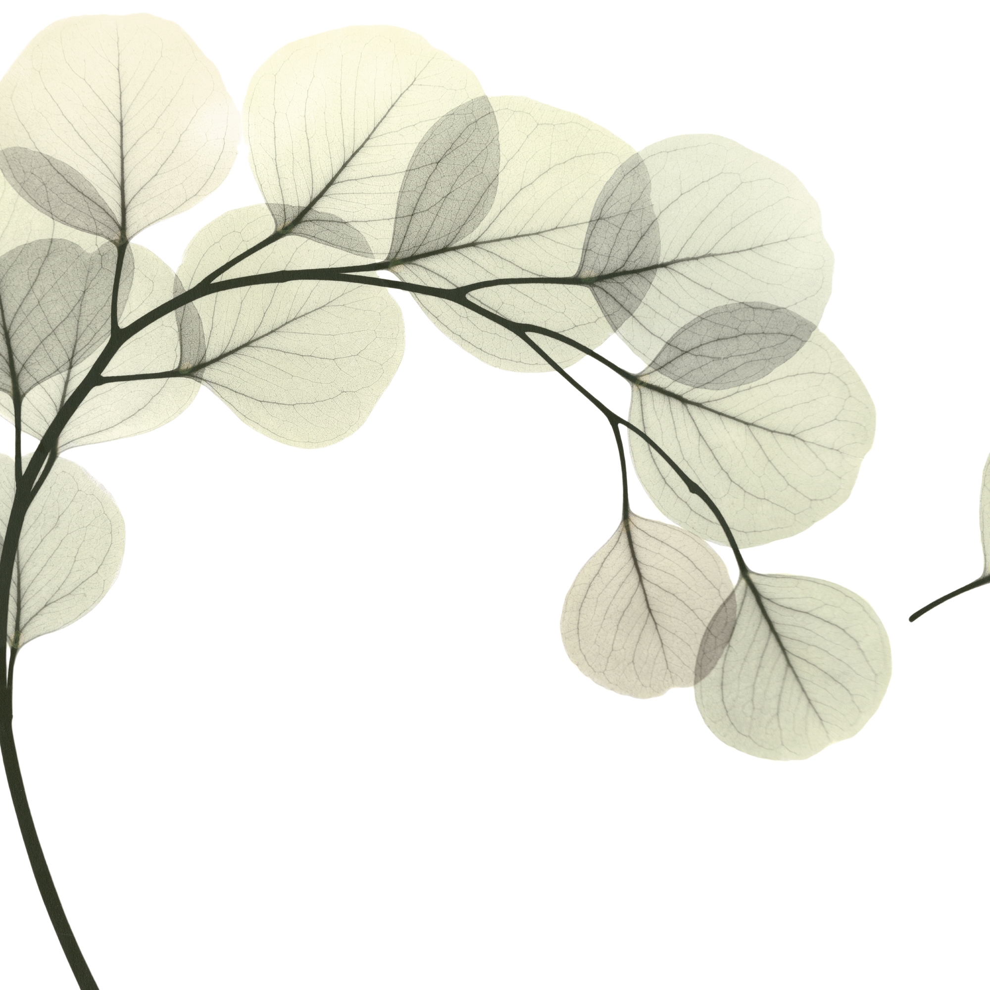 Display product Light Breeze from manufacturer GLAMORA