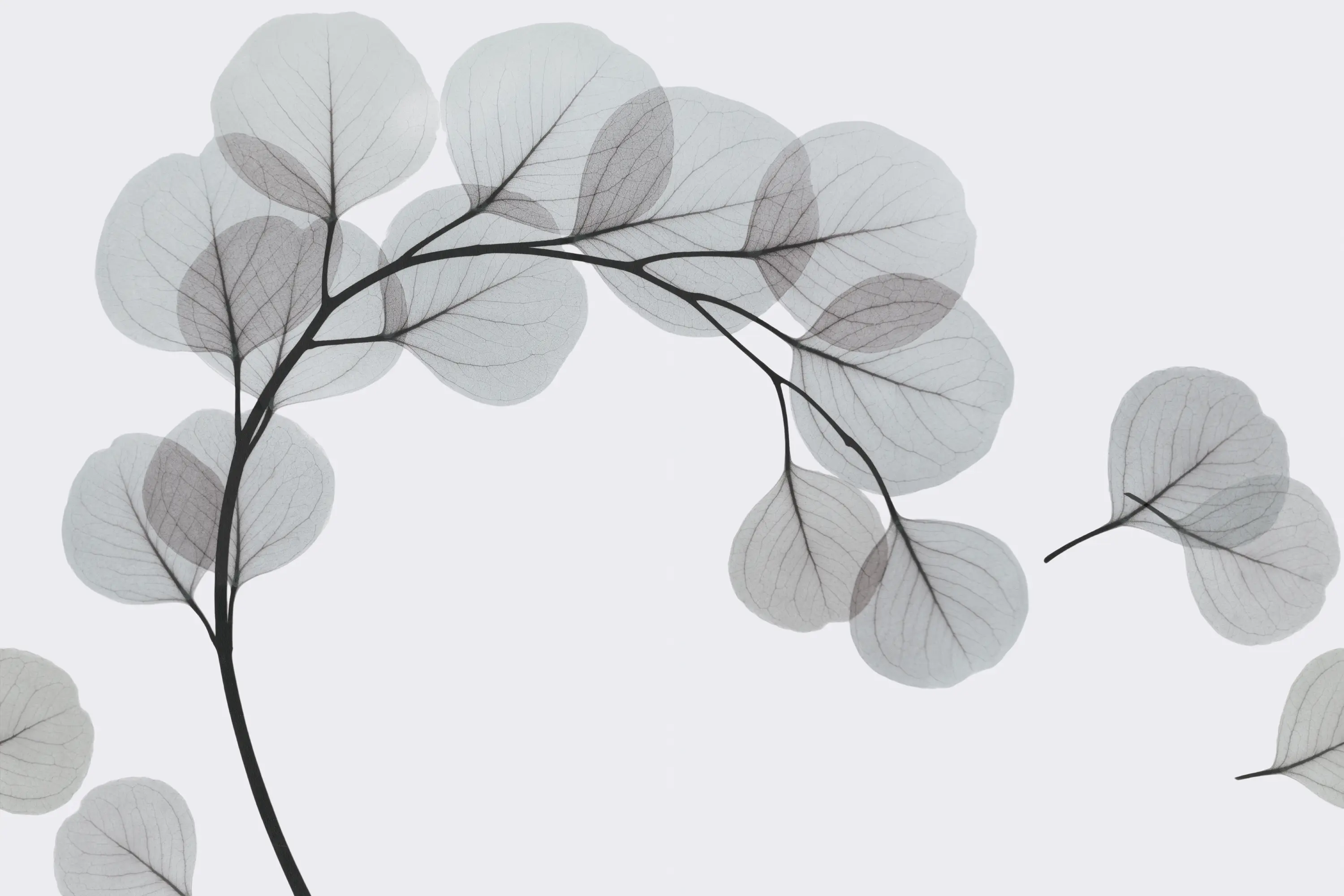 GLAMORA - Light Breeze