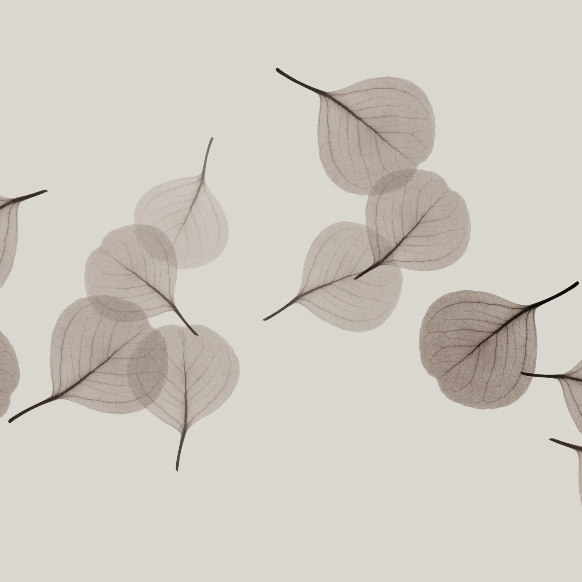 Light Breeze