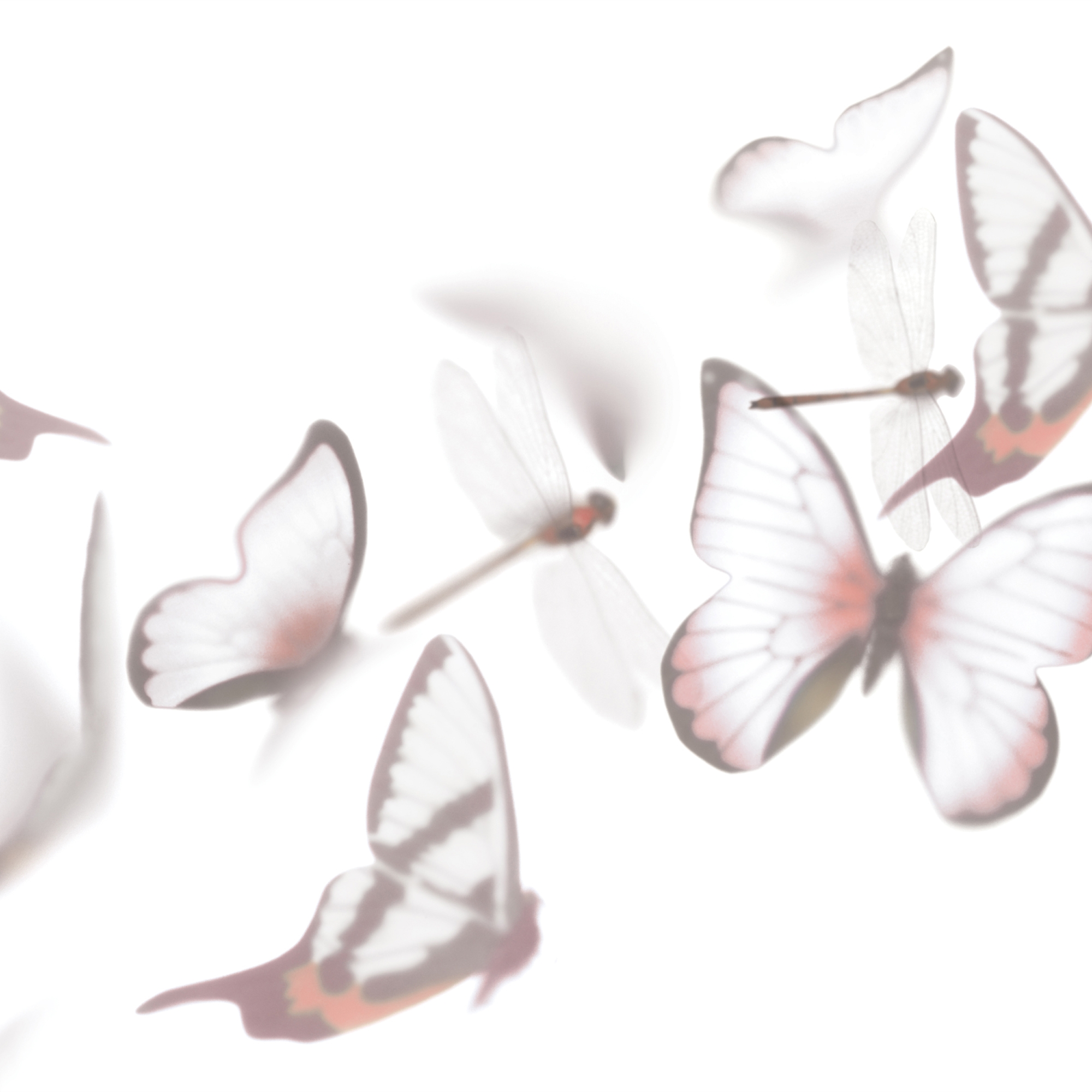 Display product Flutterby from manufacturer GLAMORA