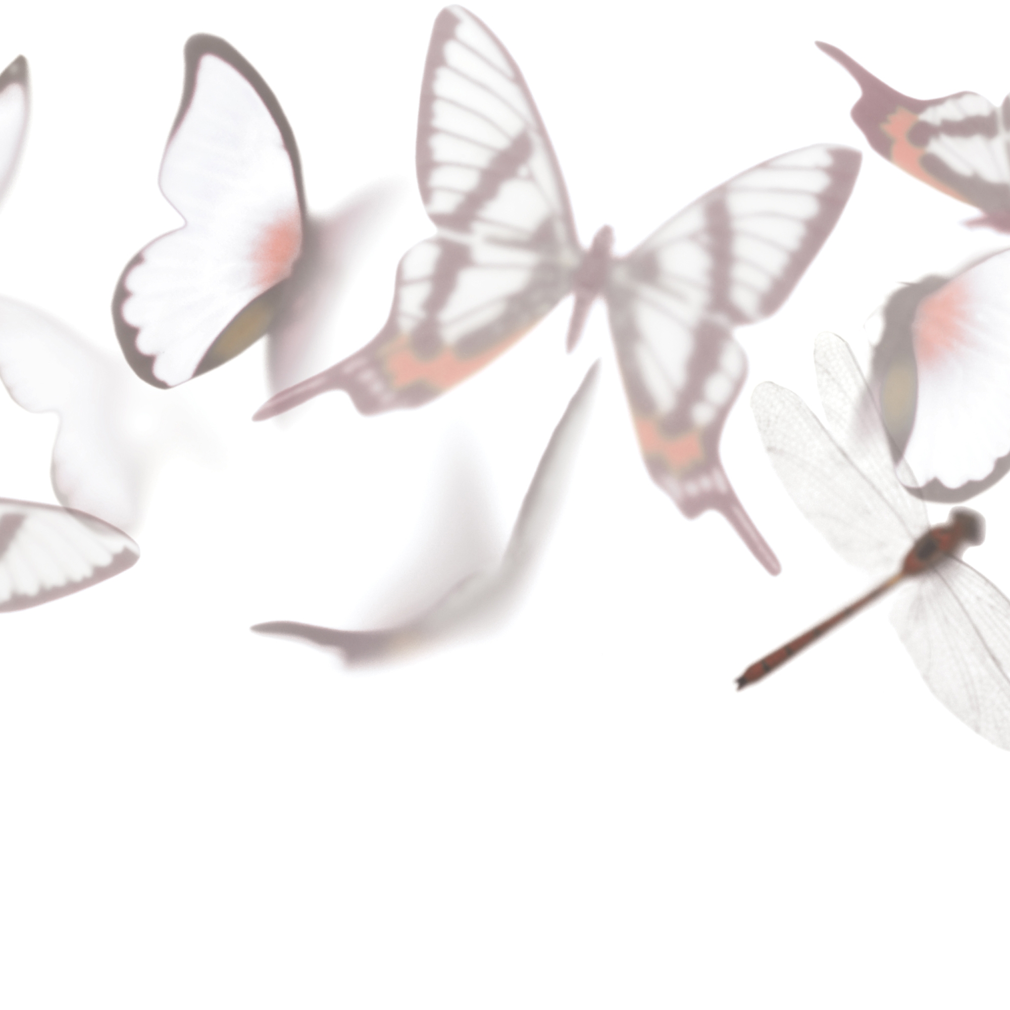 Afficher le produit Flutterby du fabricant GLAMORA