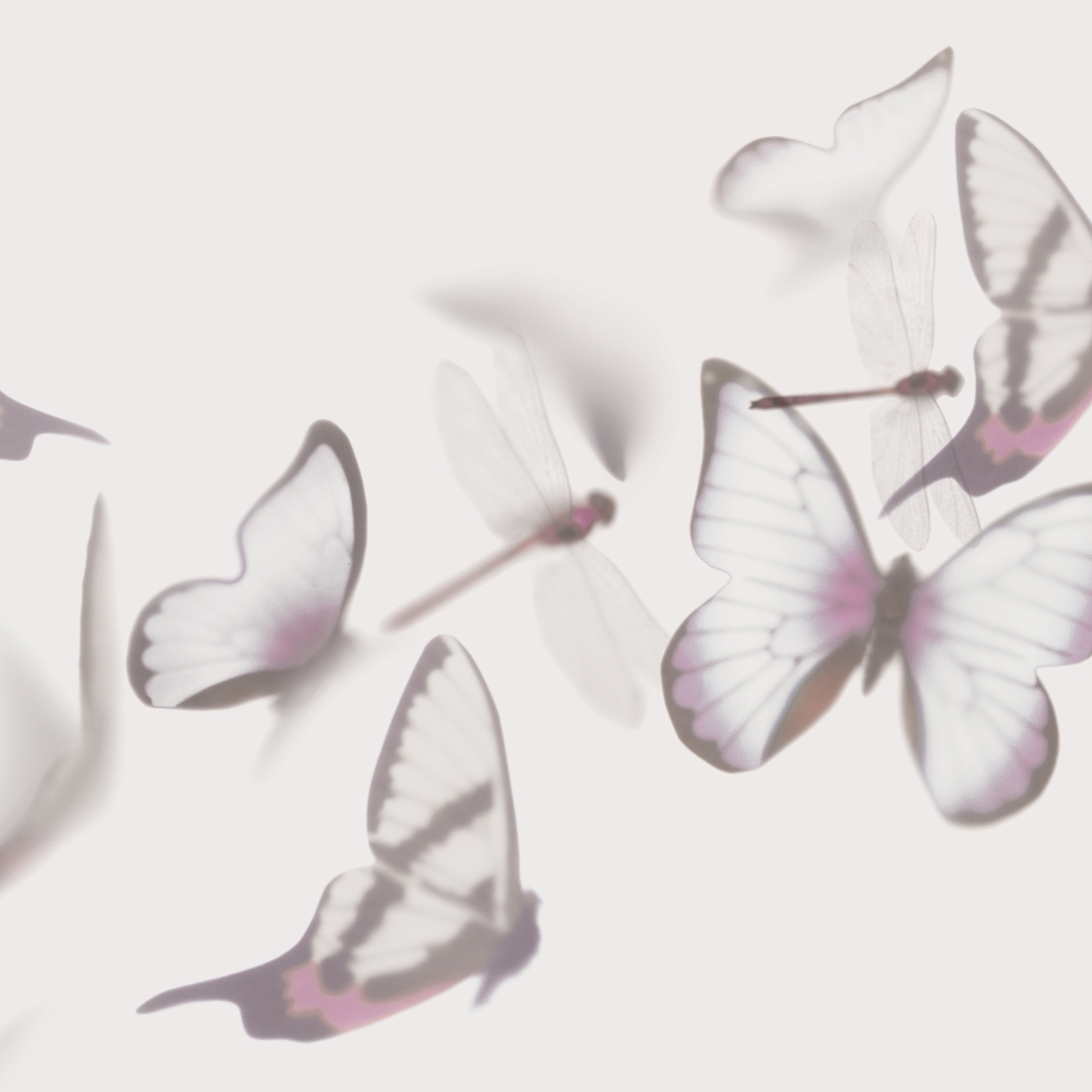 Flutterby