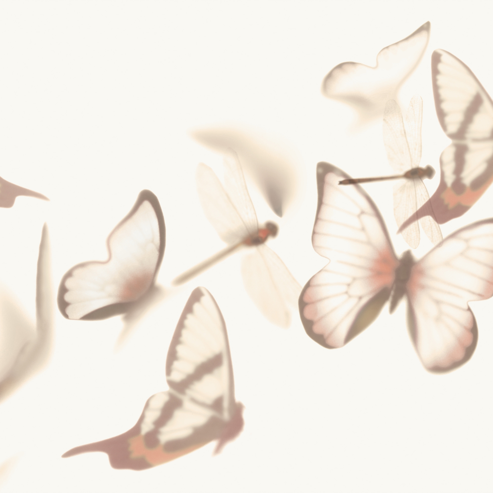 Flutterby