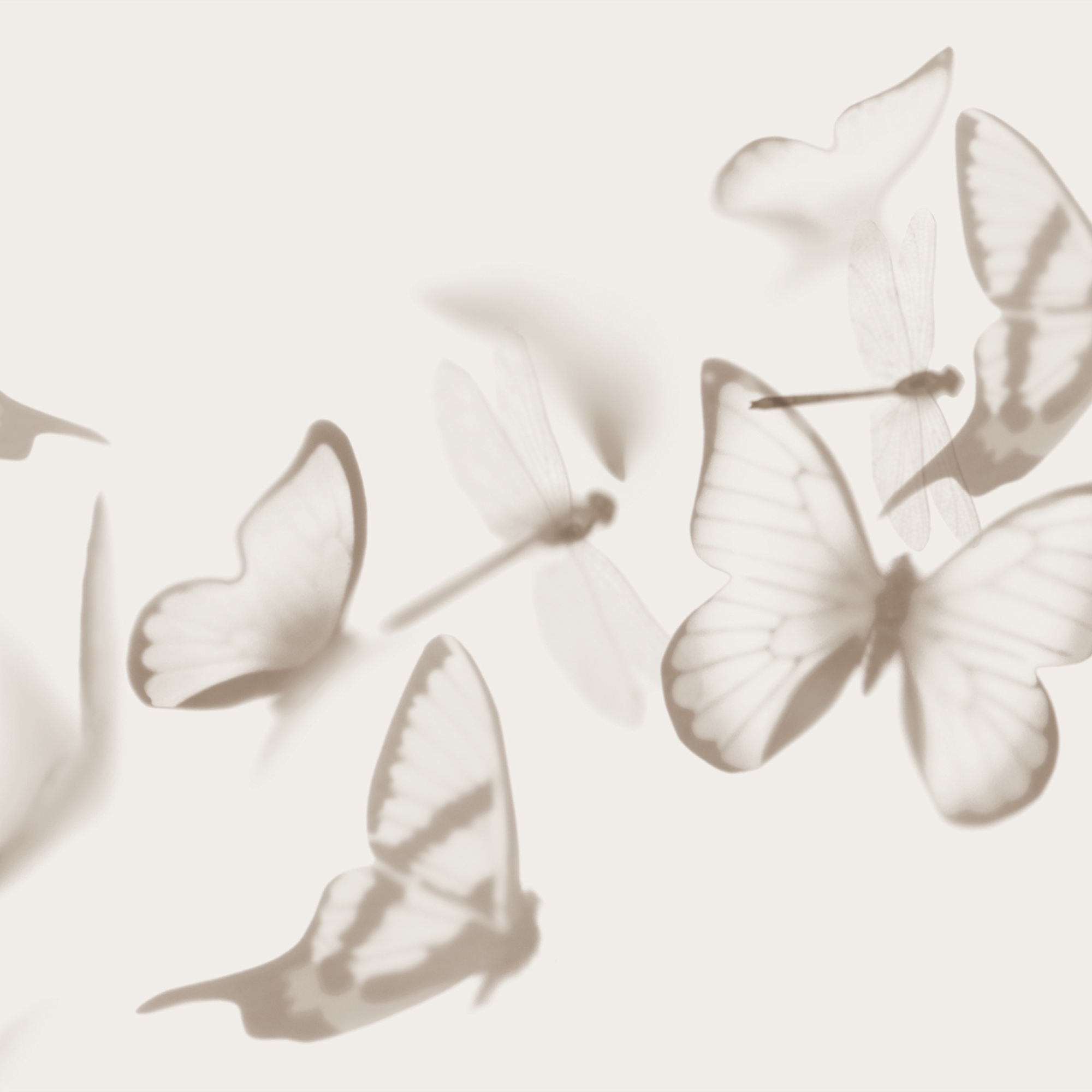 Flutterby
