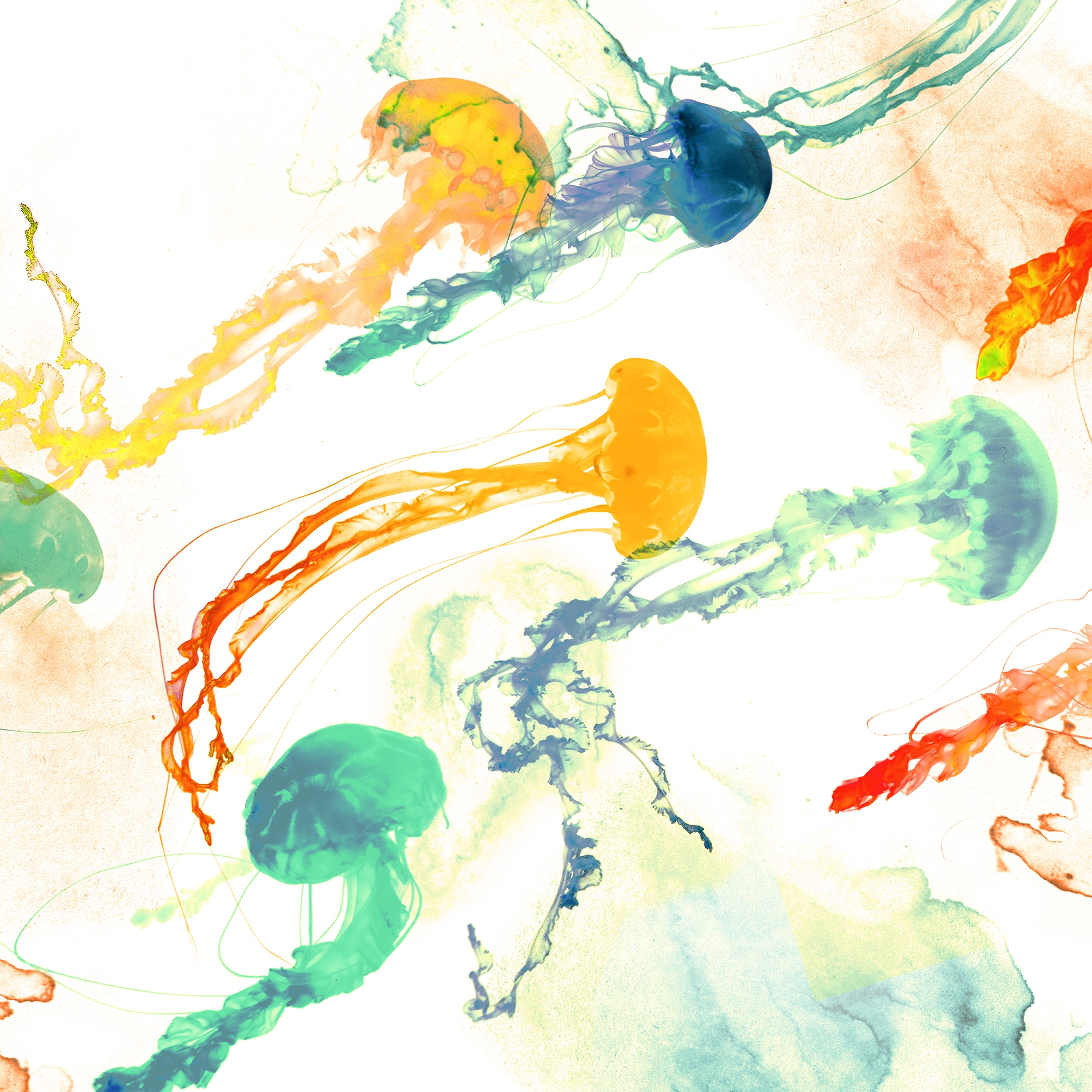 Jellyfish