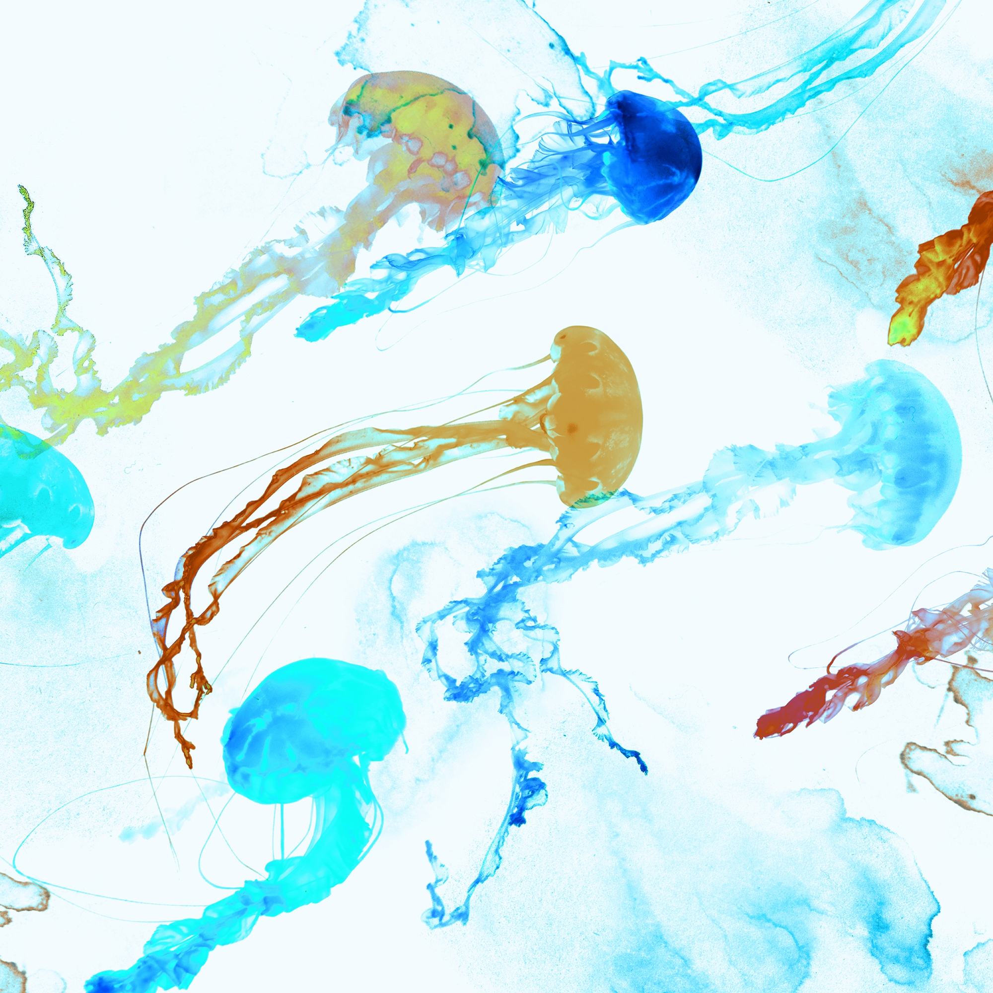 Jellyfish