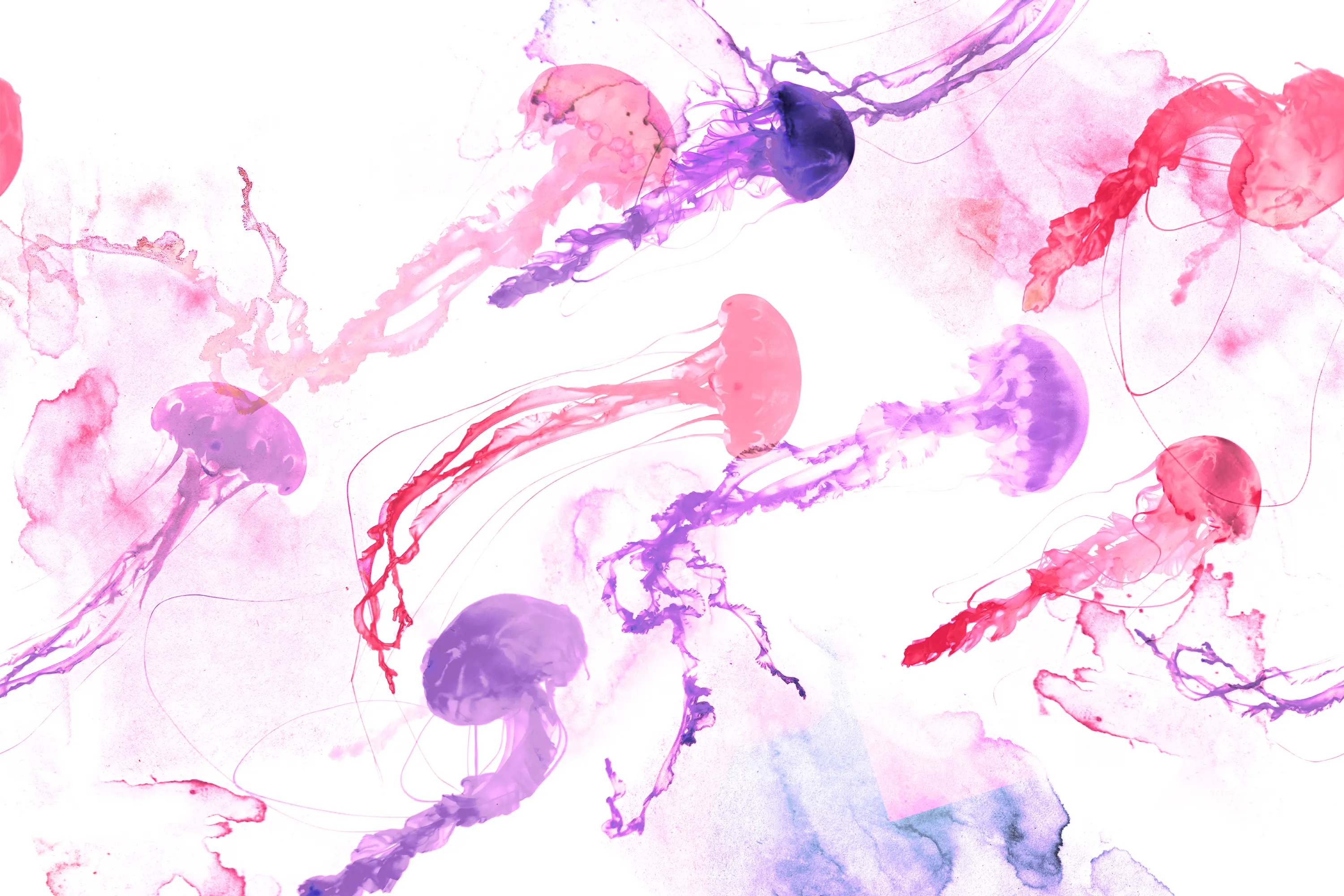 GLAMORA - Jellyfish