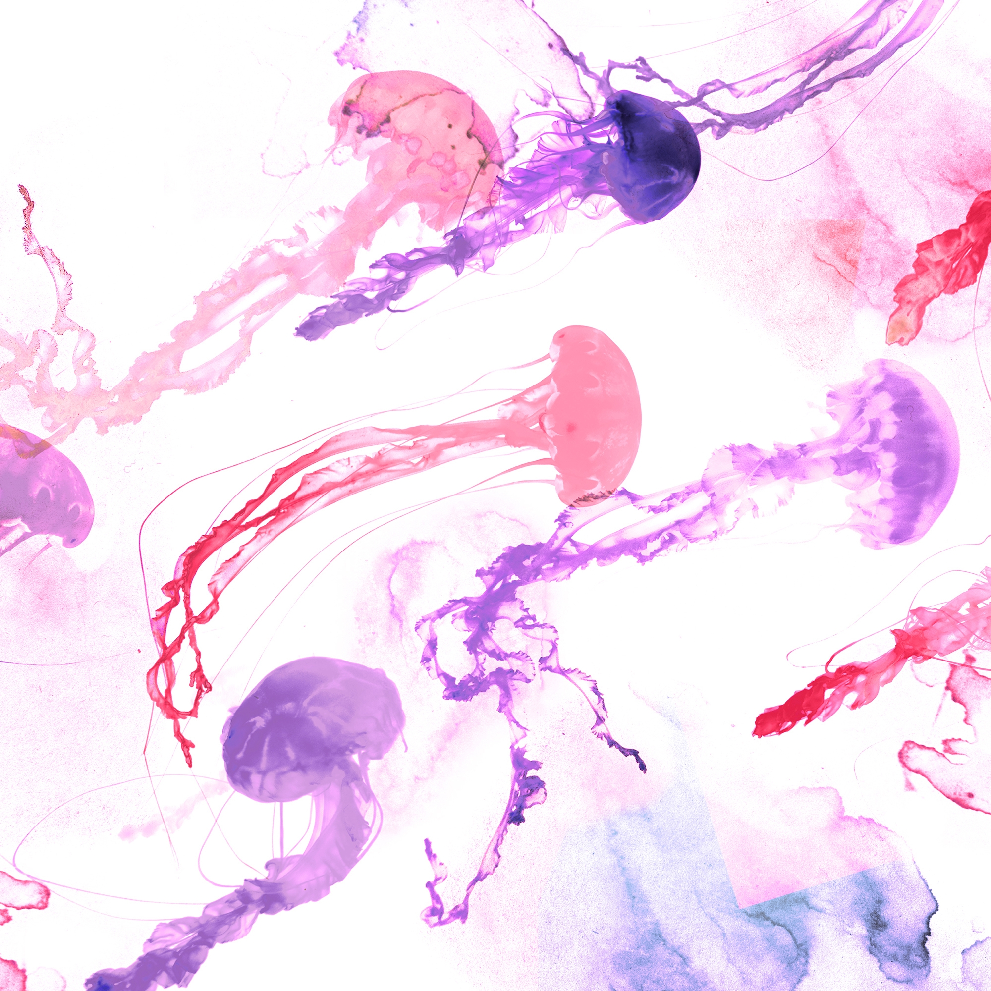 Jellyfish