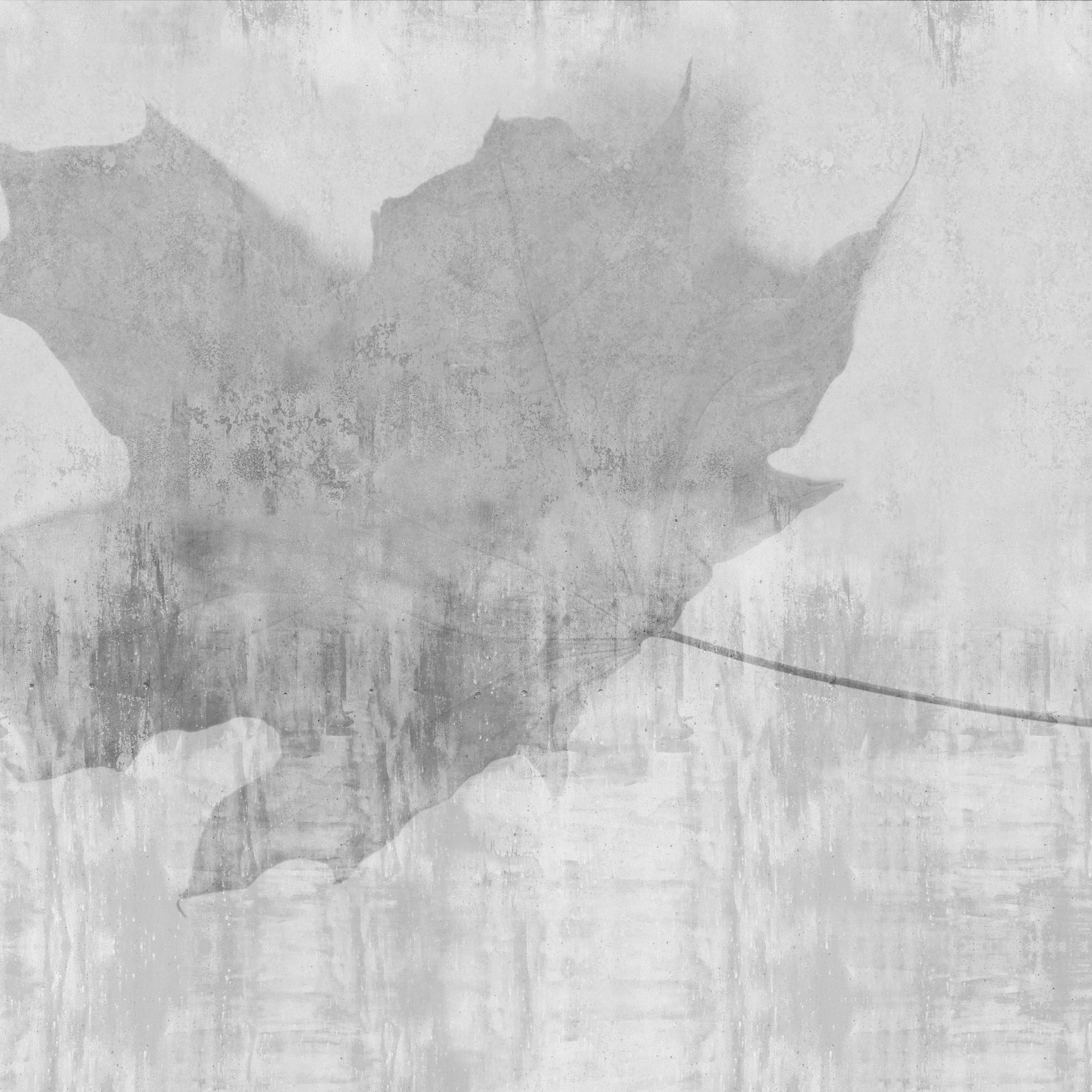 Folium