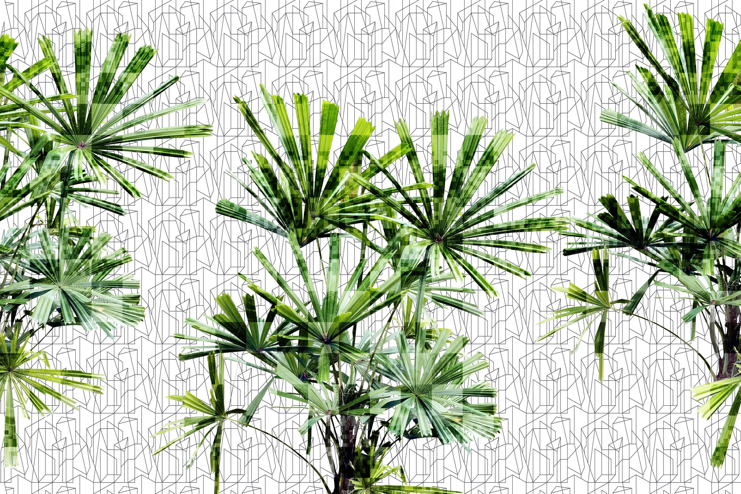 GLAMORA - Cubic Plant