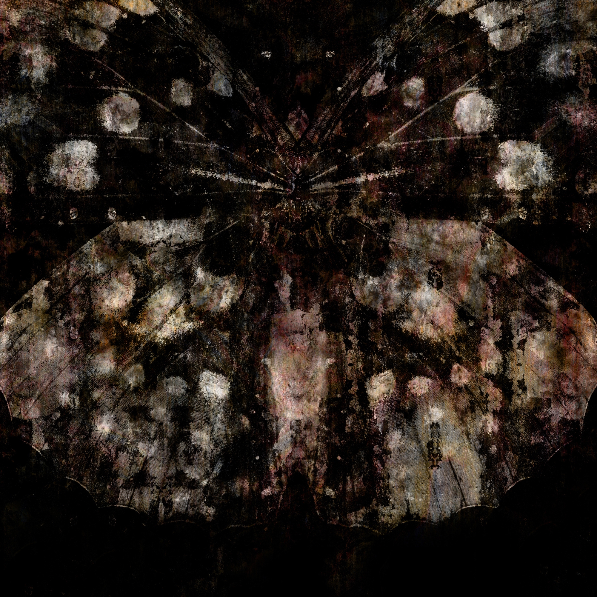 Belladonna