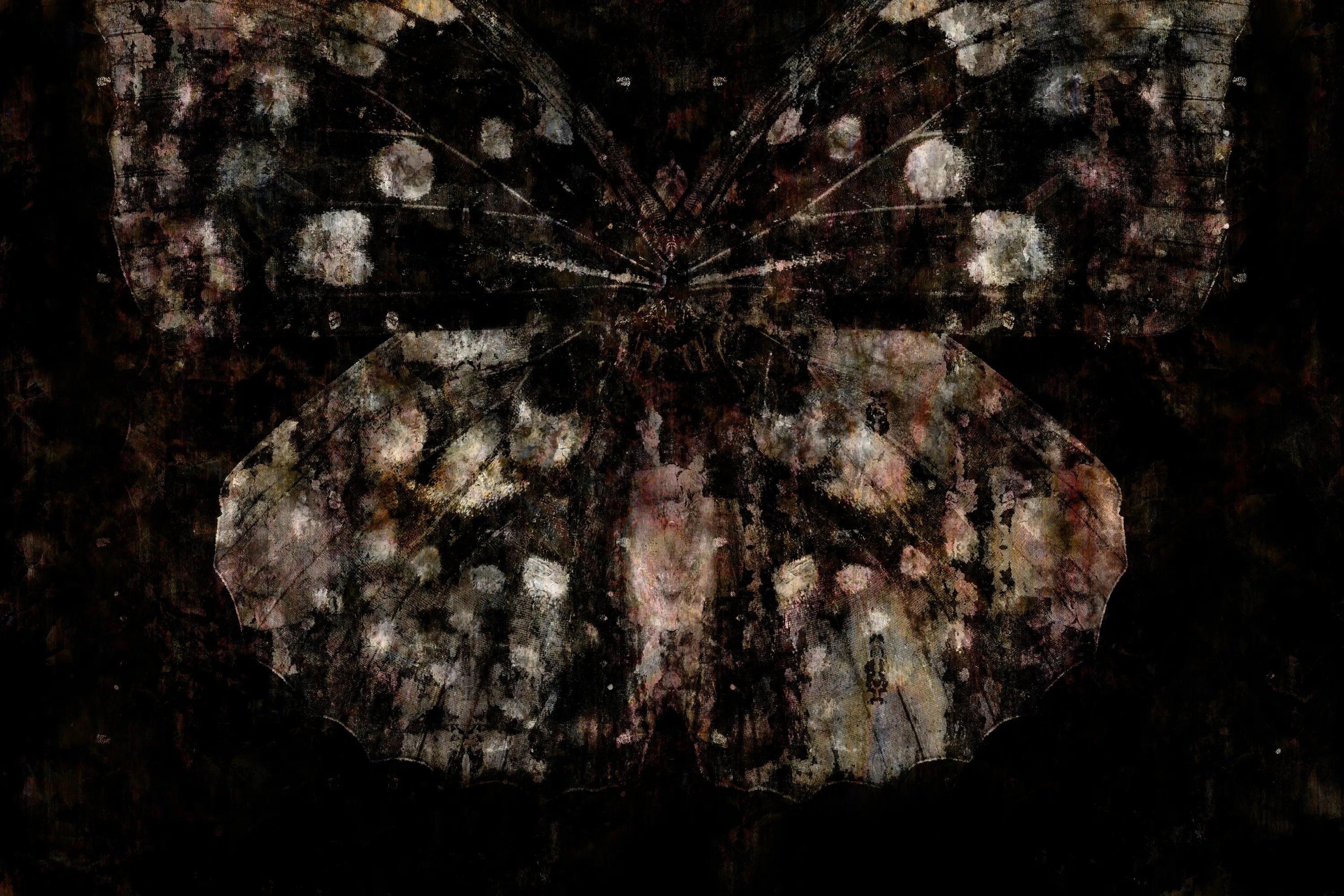 GLAMORA - Belladonna